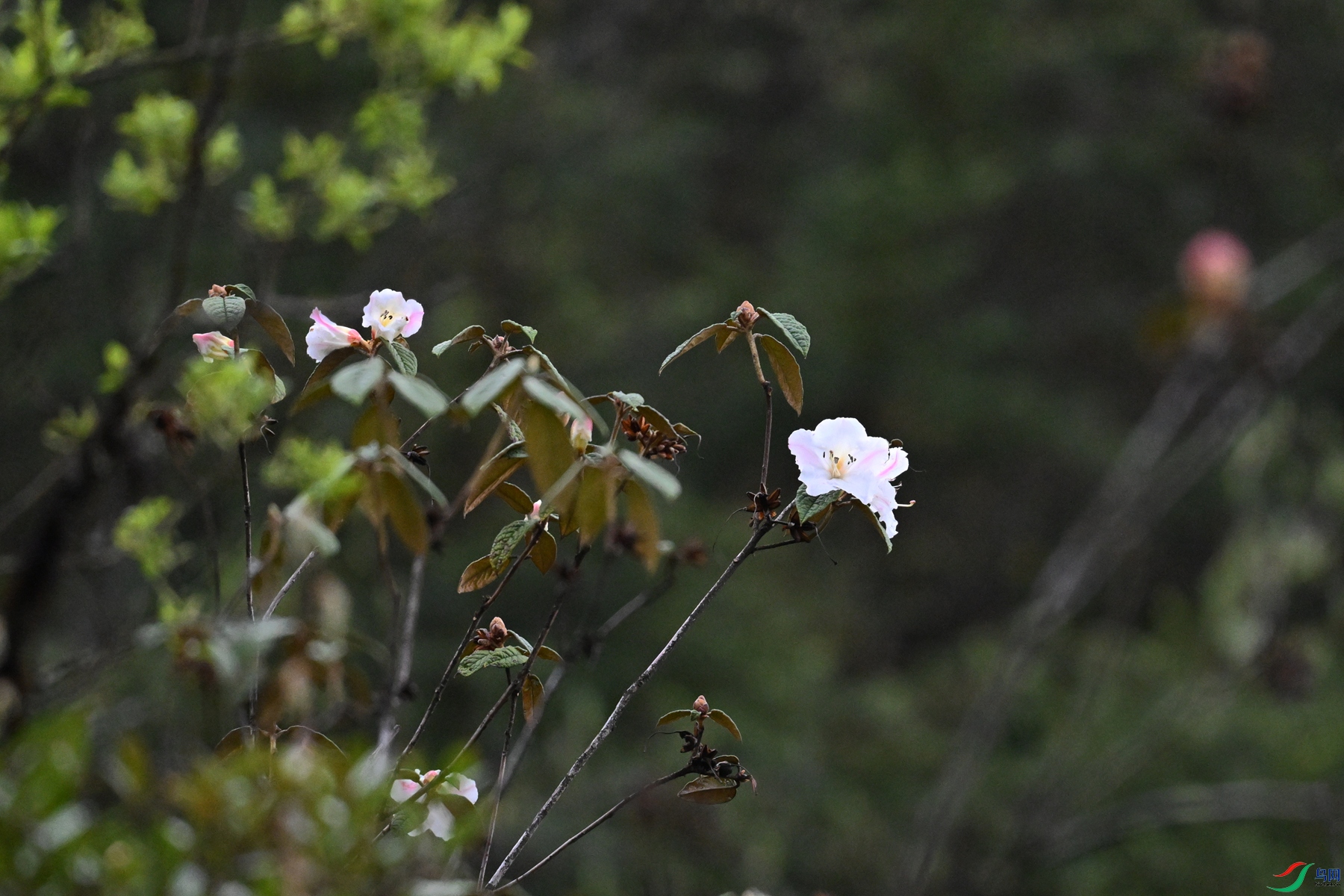 DSC_1793.JPG