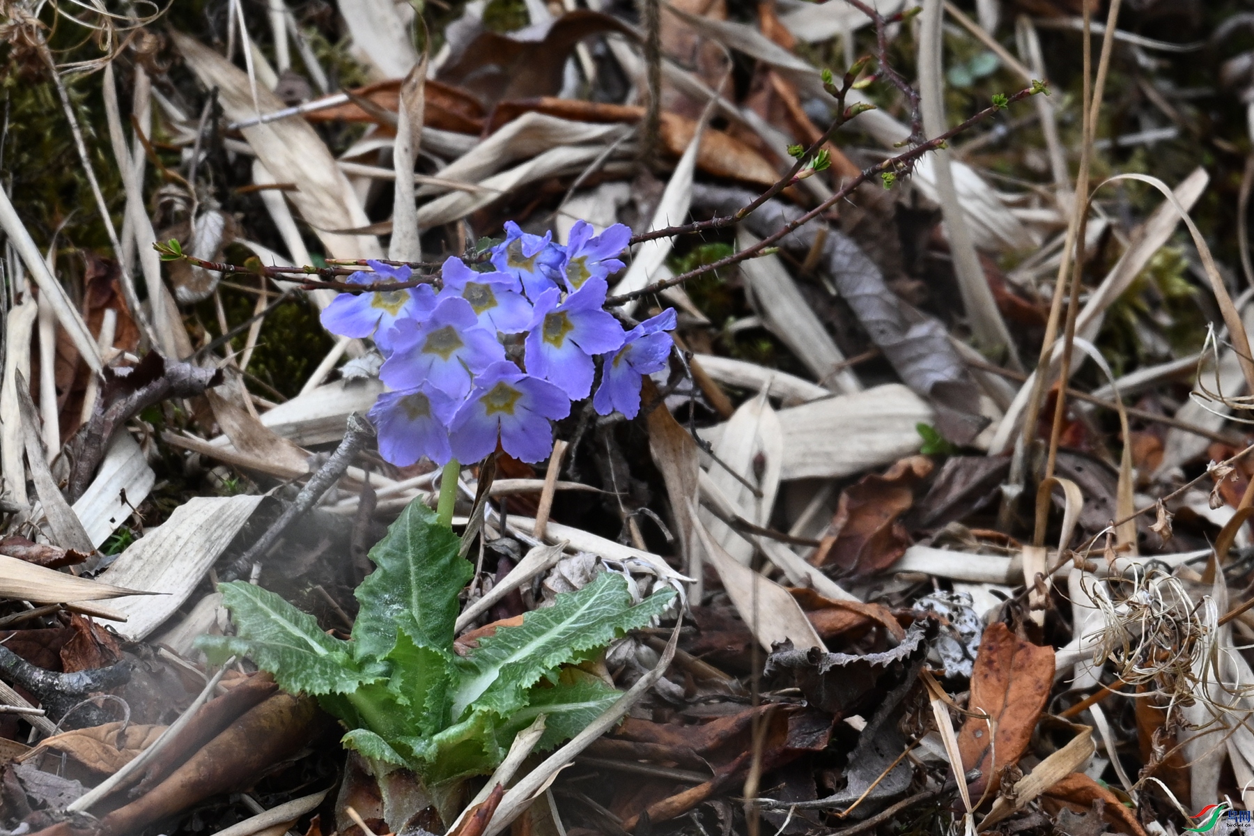 DSC_1767.JPG