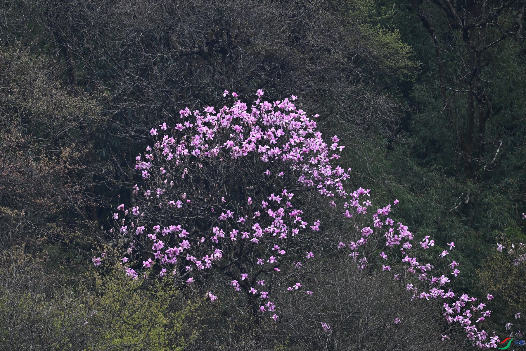 DSC_1778.JPG