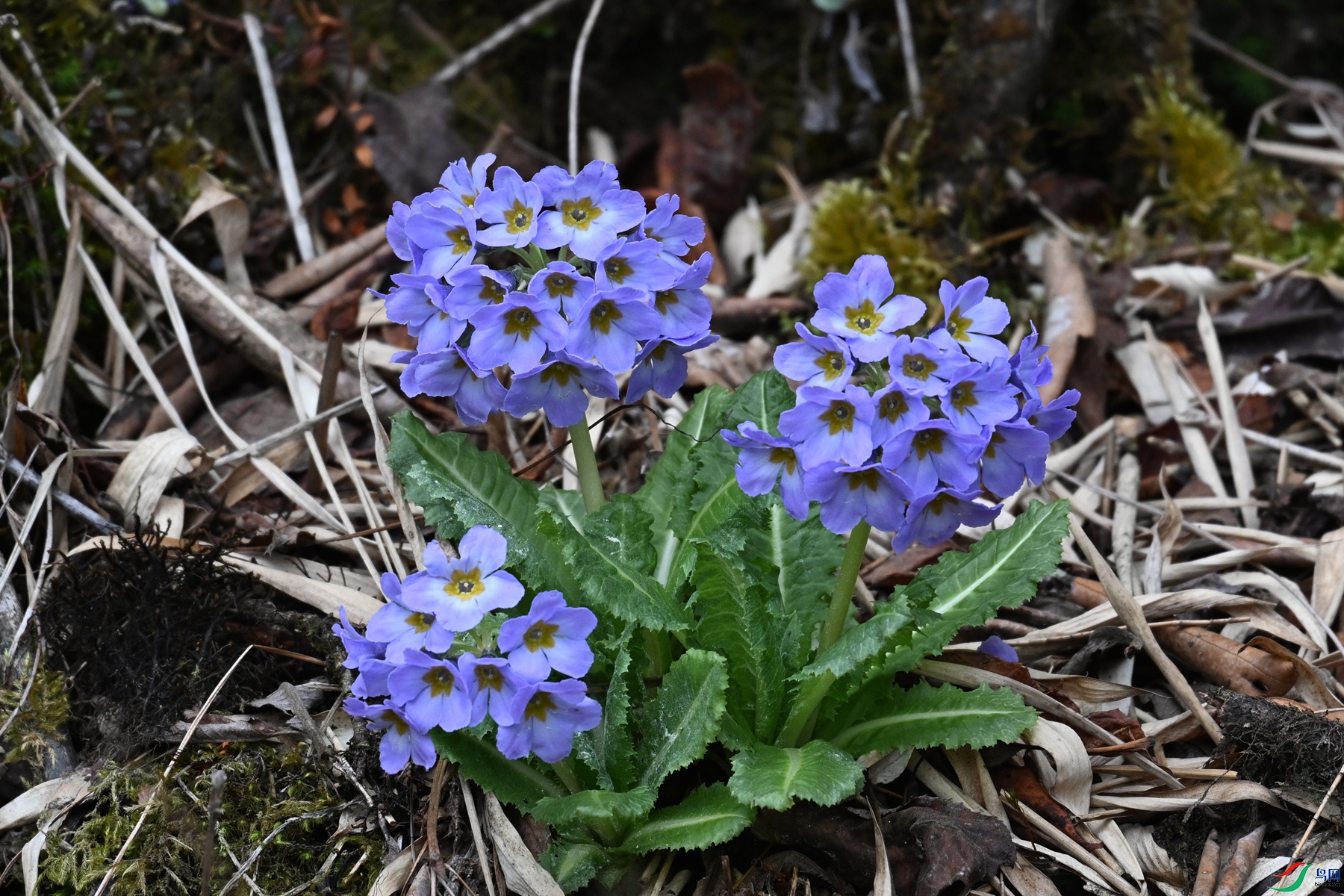 DSC_1770.JPG