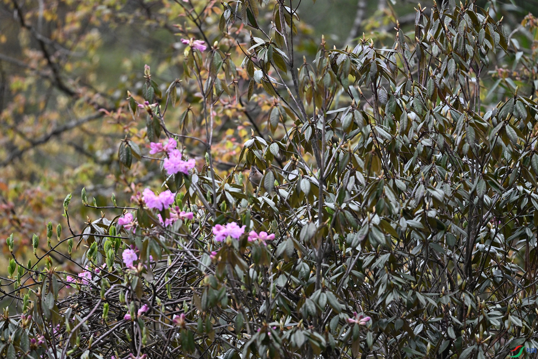 DSC_1781.JPG