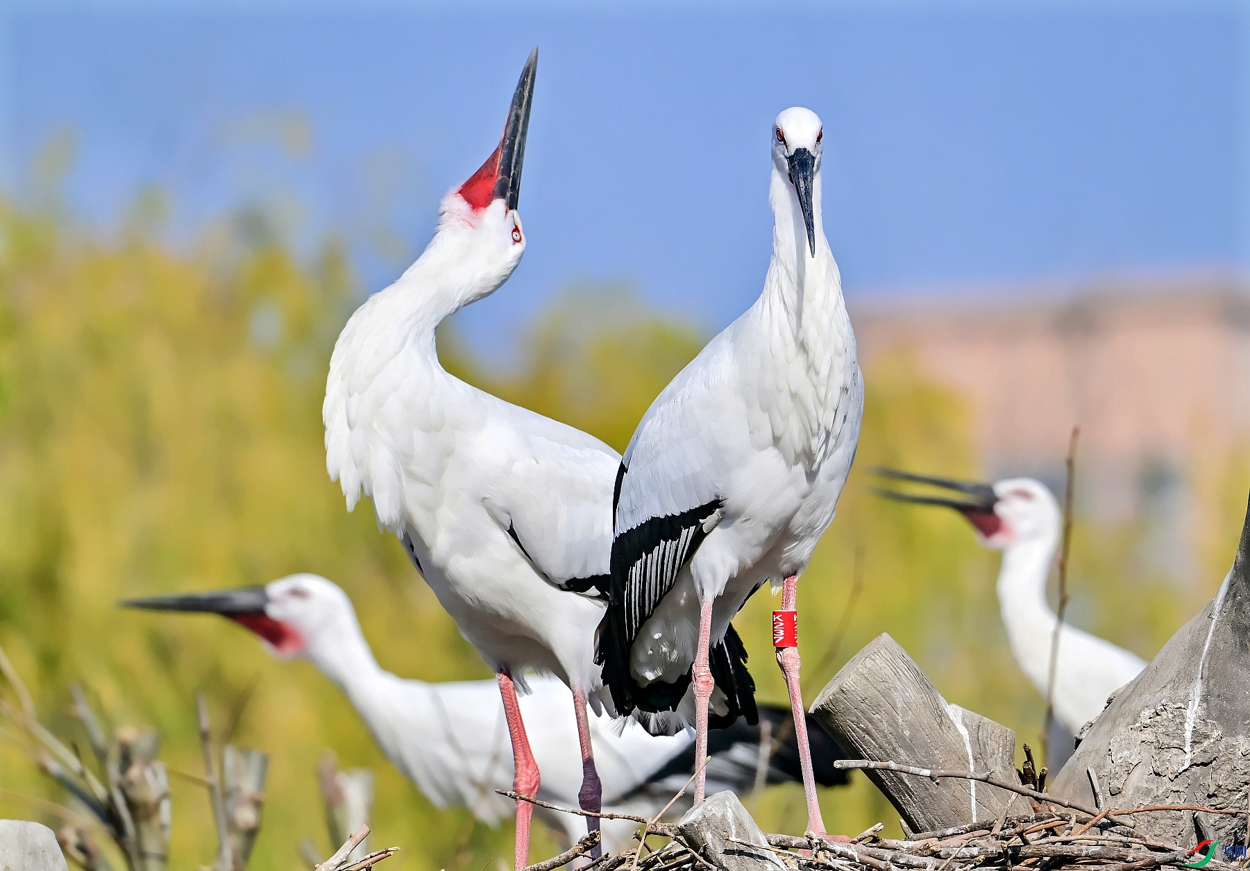 DSC_6441�س�.jpg