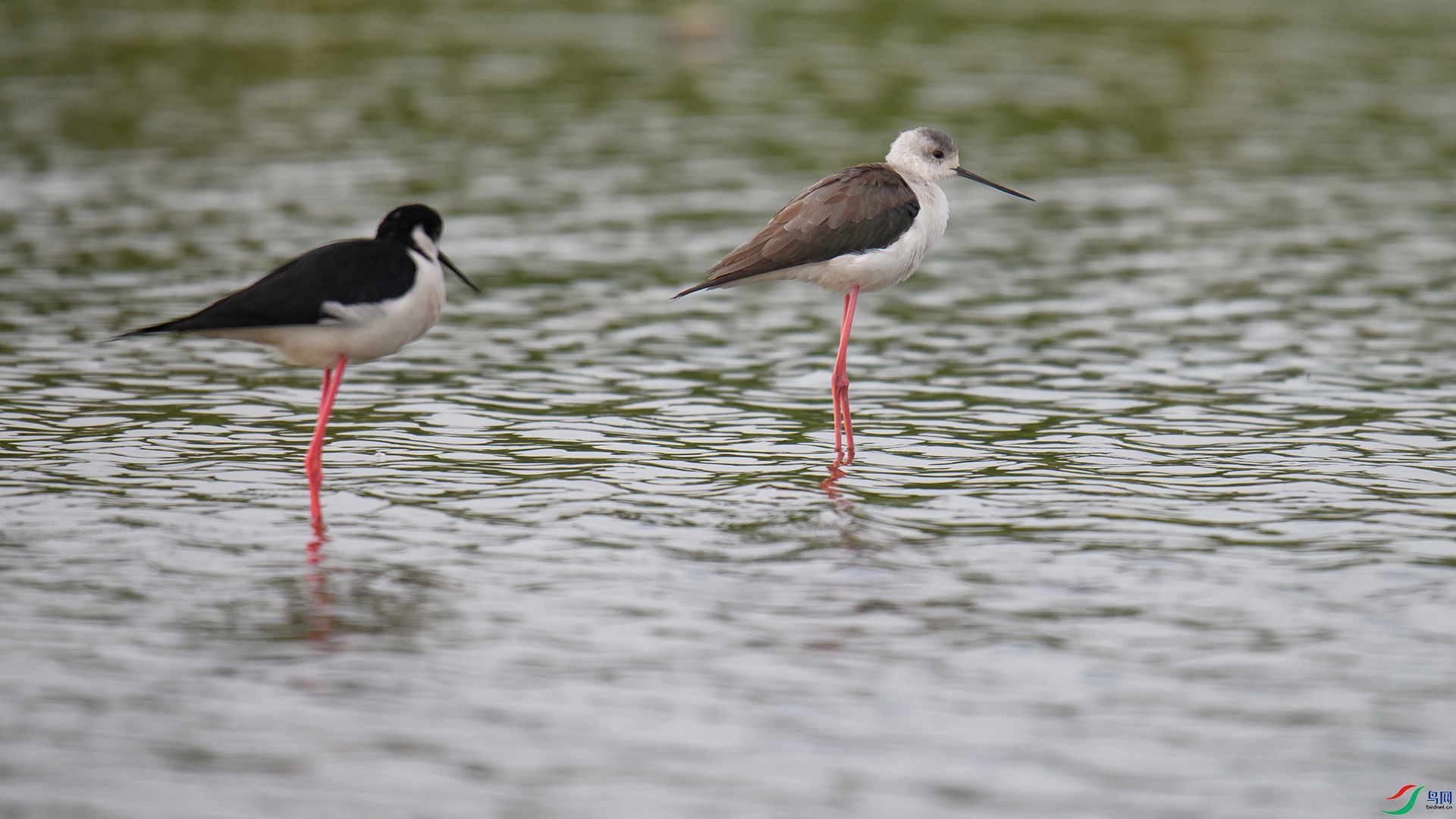 DSC_5555-20240608��.jpg