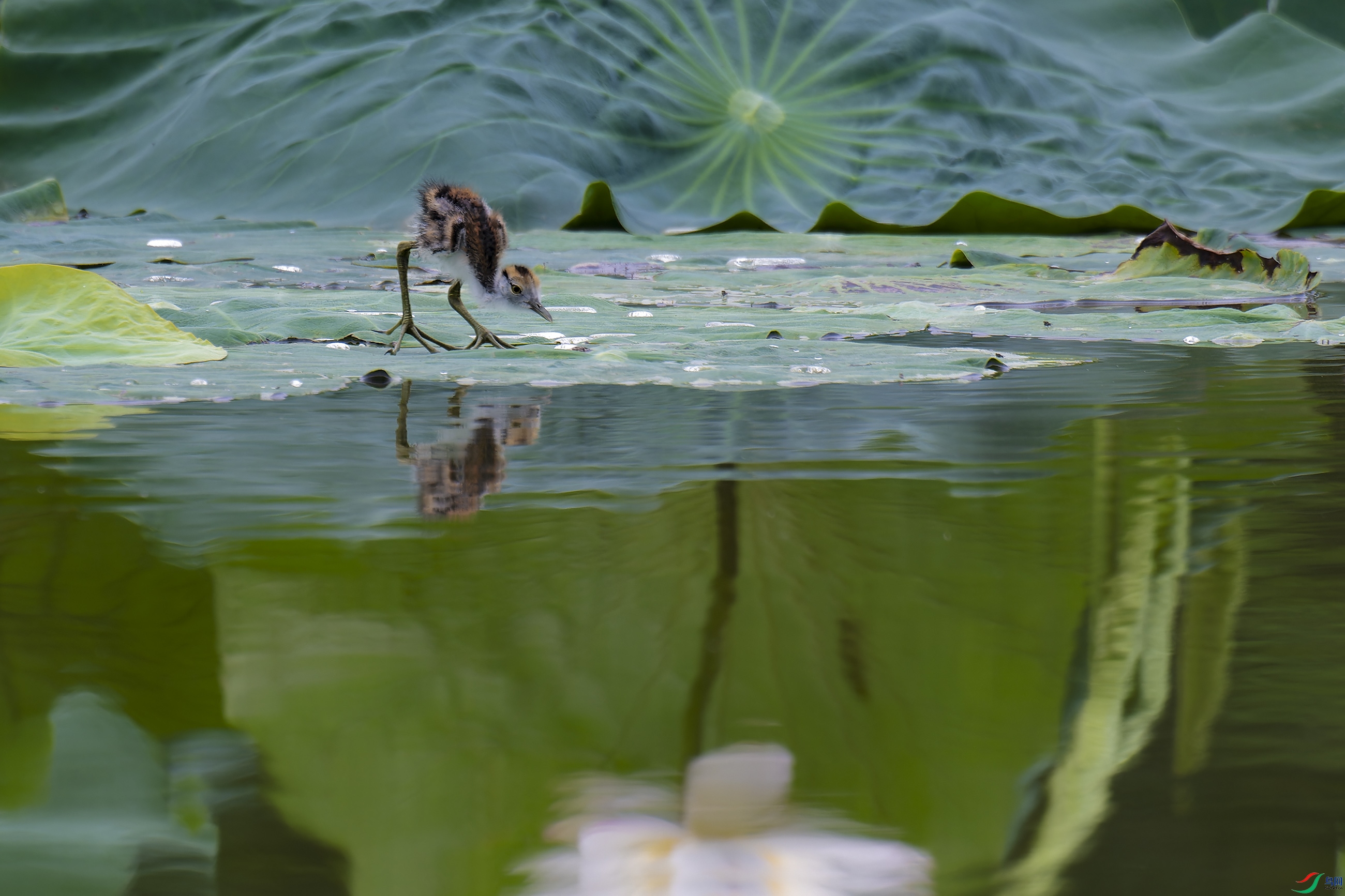DSC_2775_DxO.jpg
