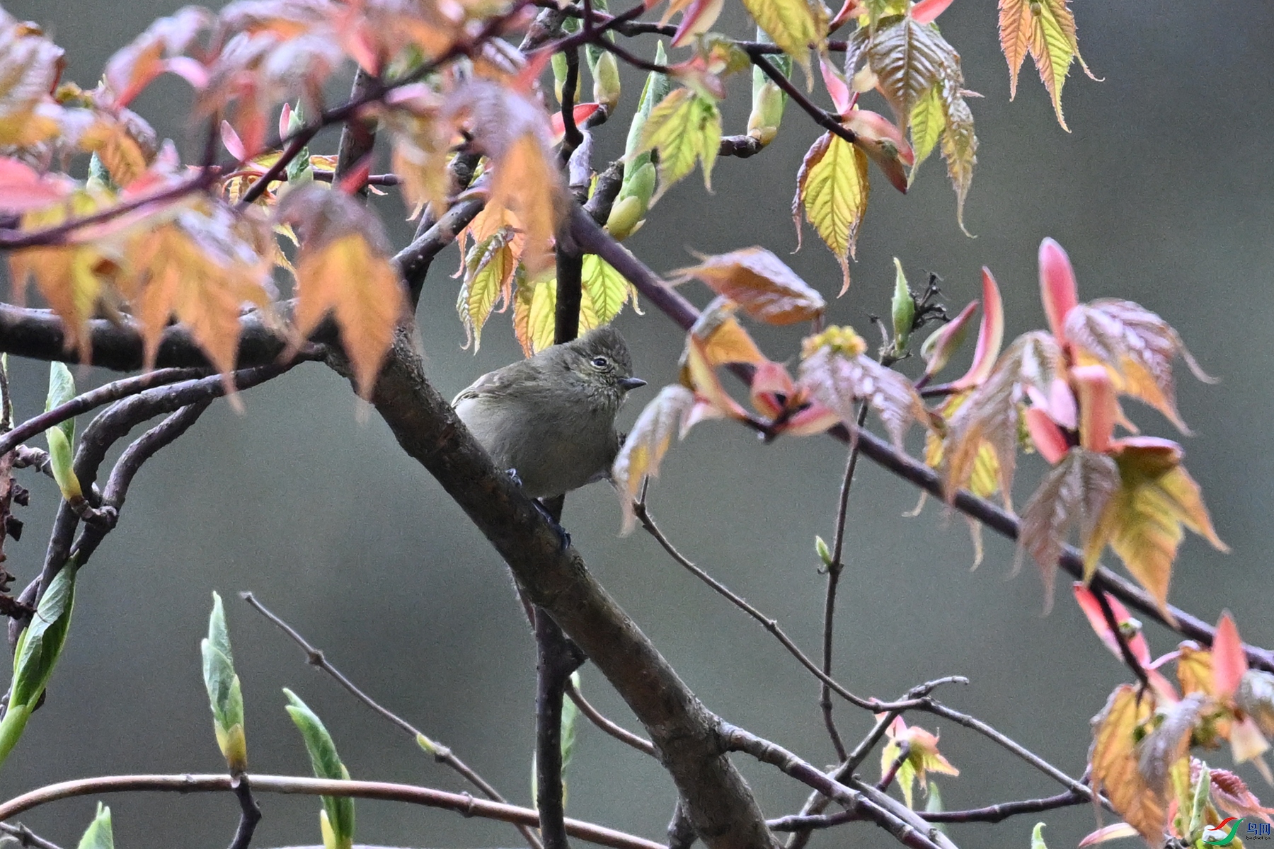 DSC_1789.JPG