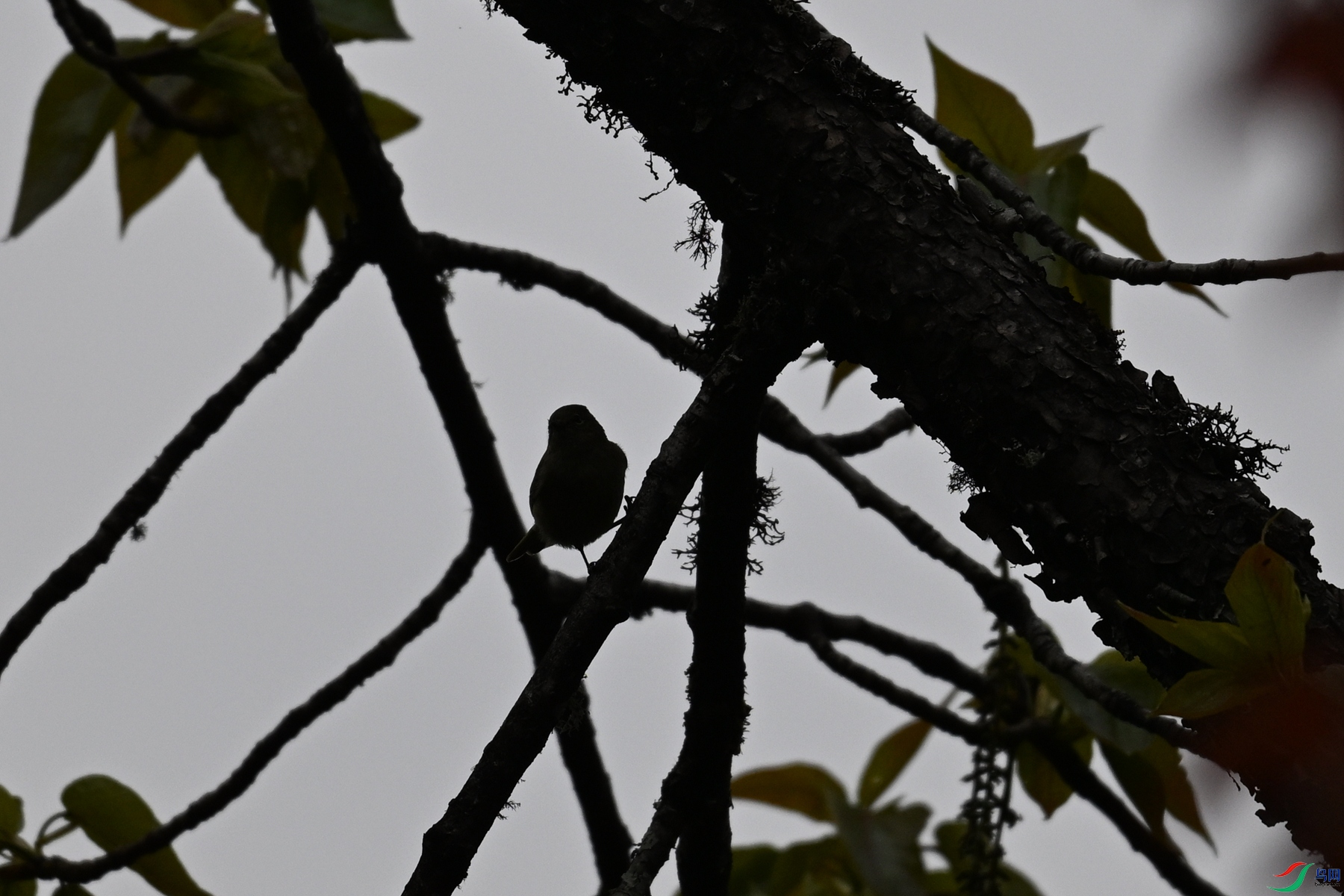 DSC_1800.JPG