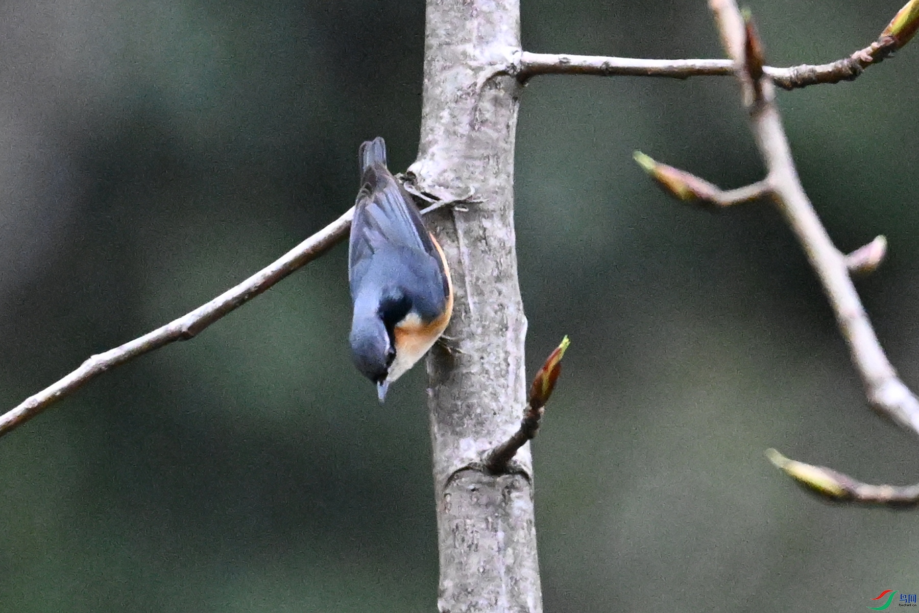 DSC_1838.JPG
