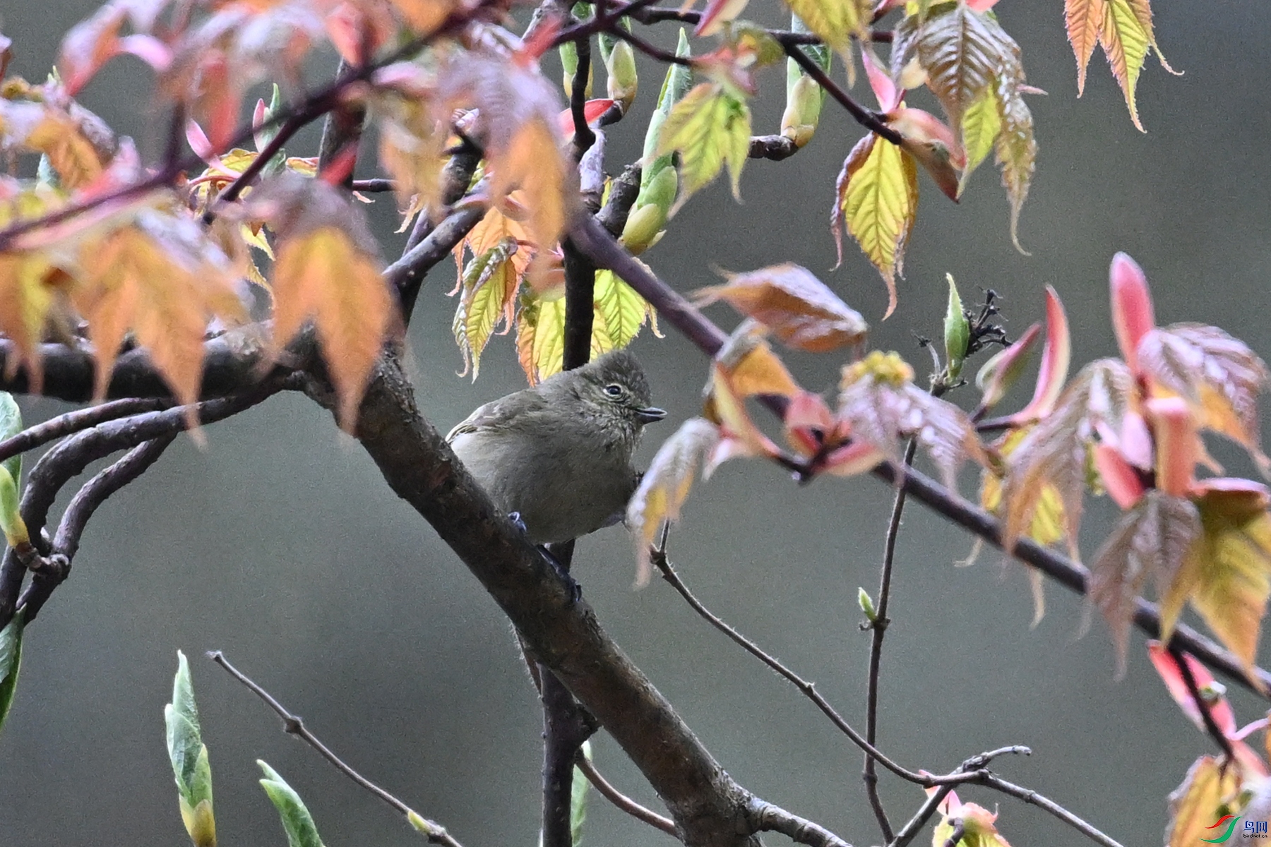 DSC_1790.JPG