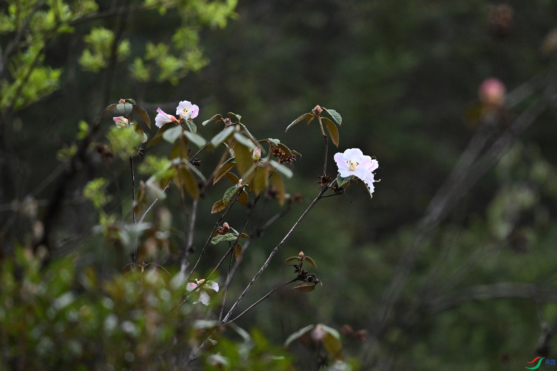 DSC_1794.JPG