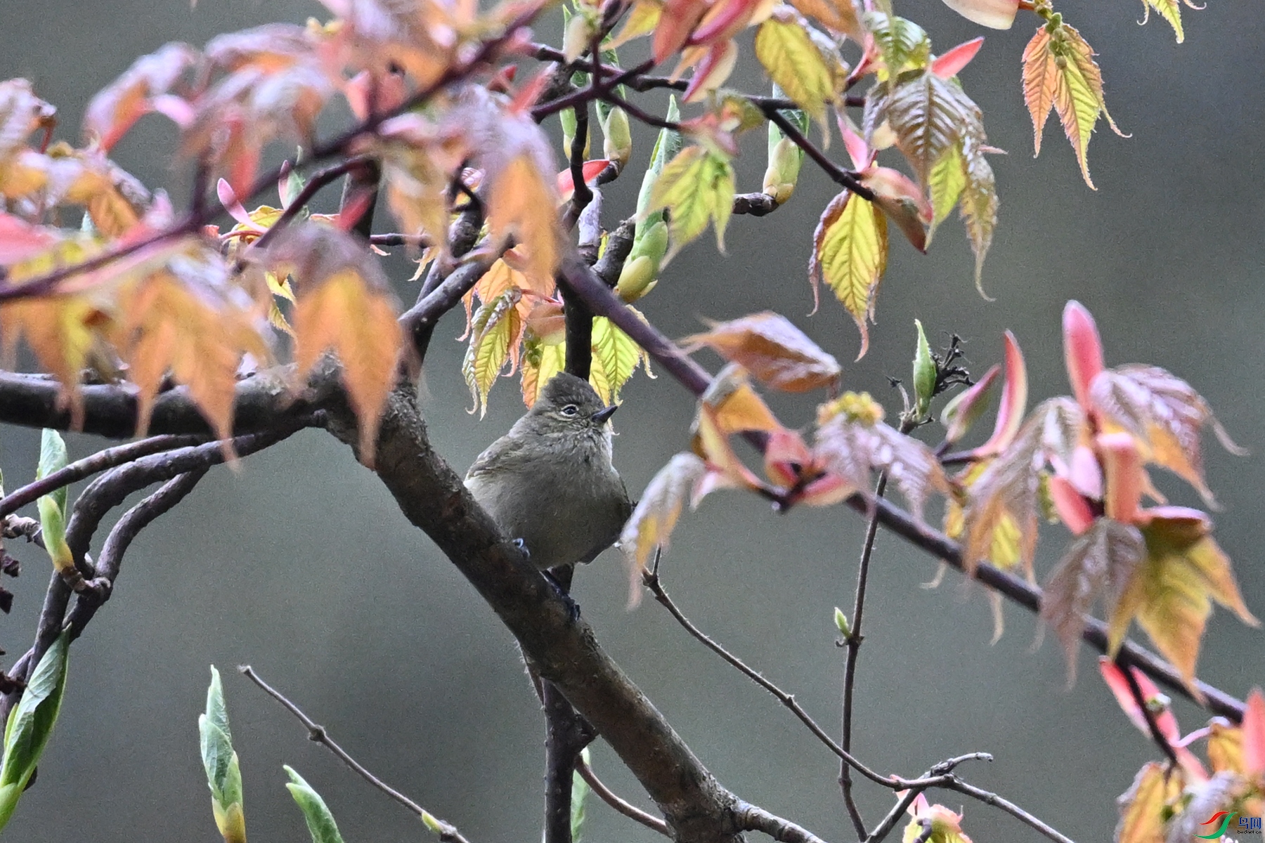 DSC_1791.JPG