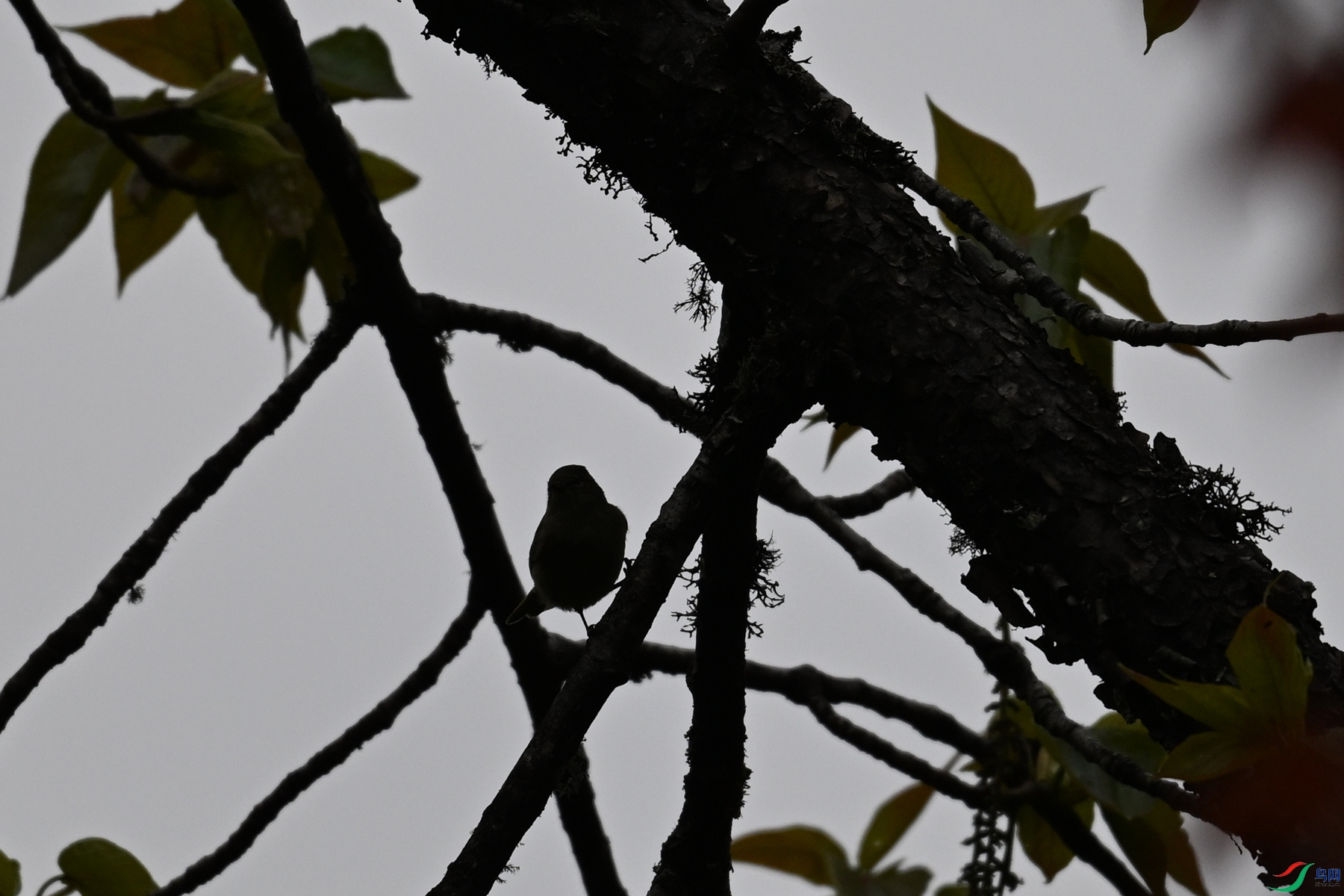 DSC_1799.JPG