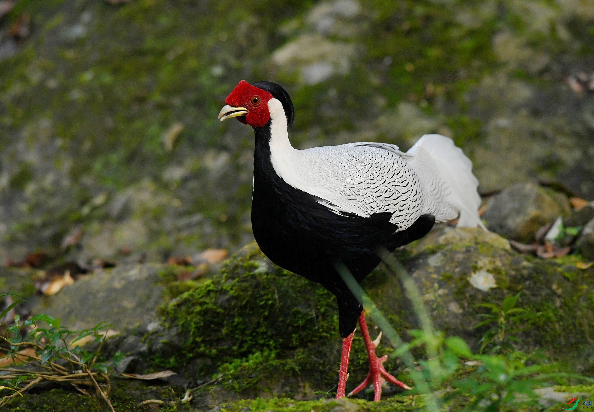 DSC_9563.jpg