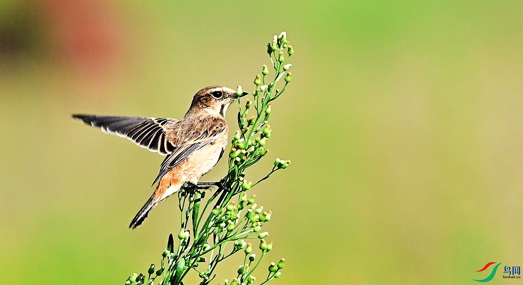 DSC_2761.JPG