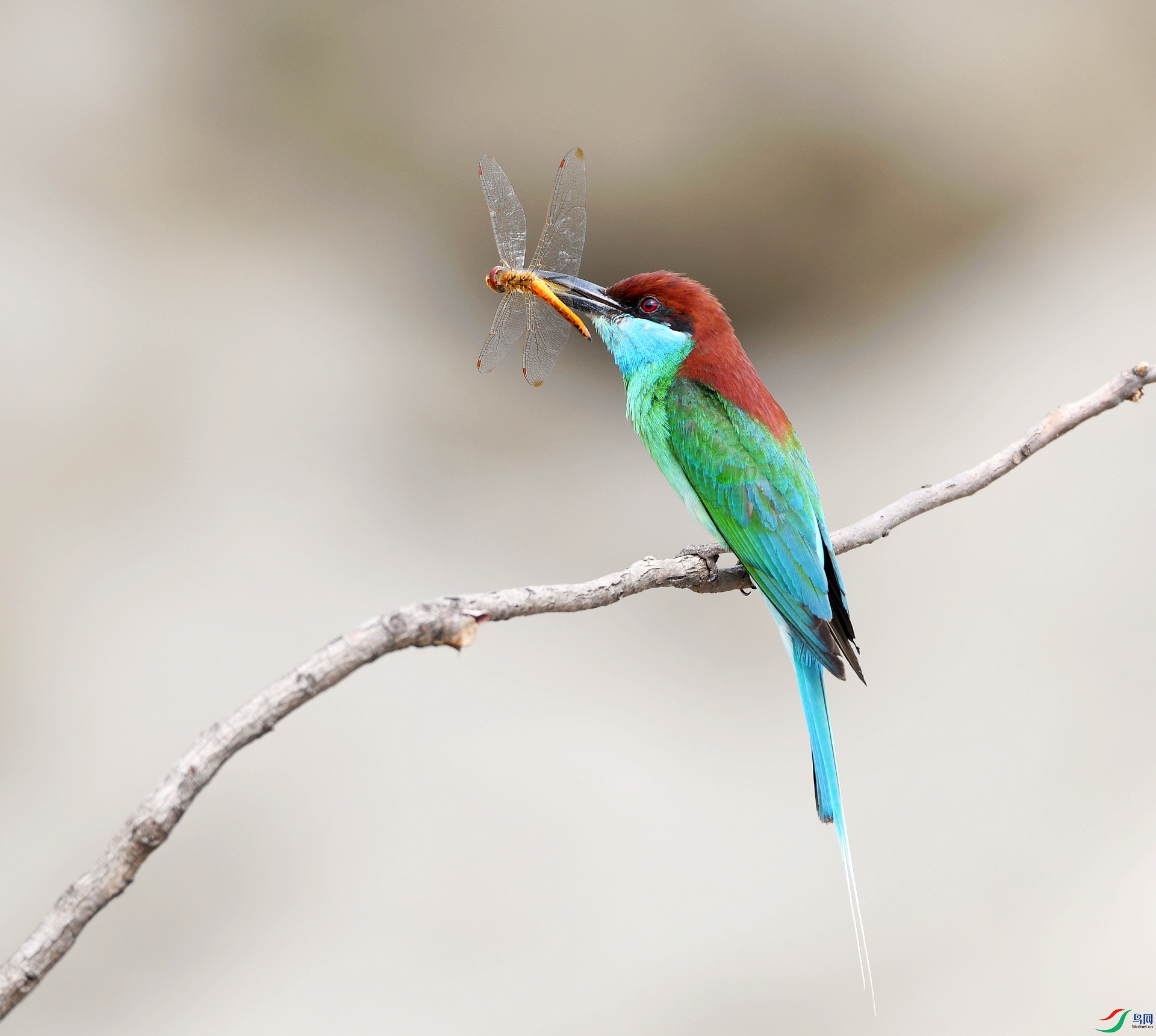 DSC_5521.jpg