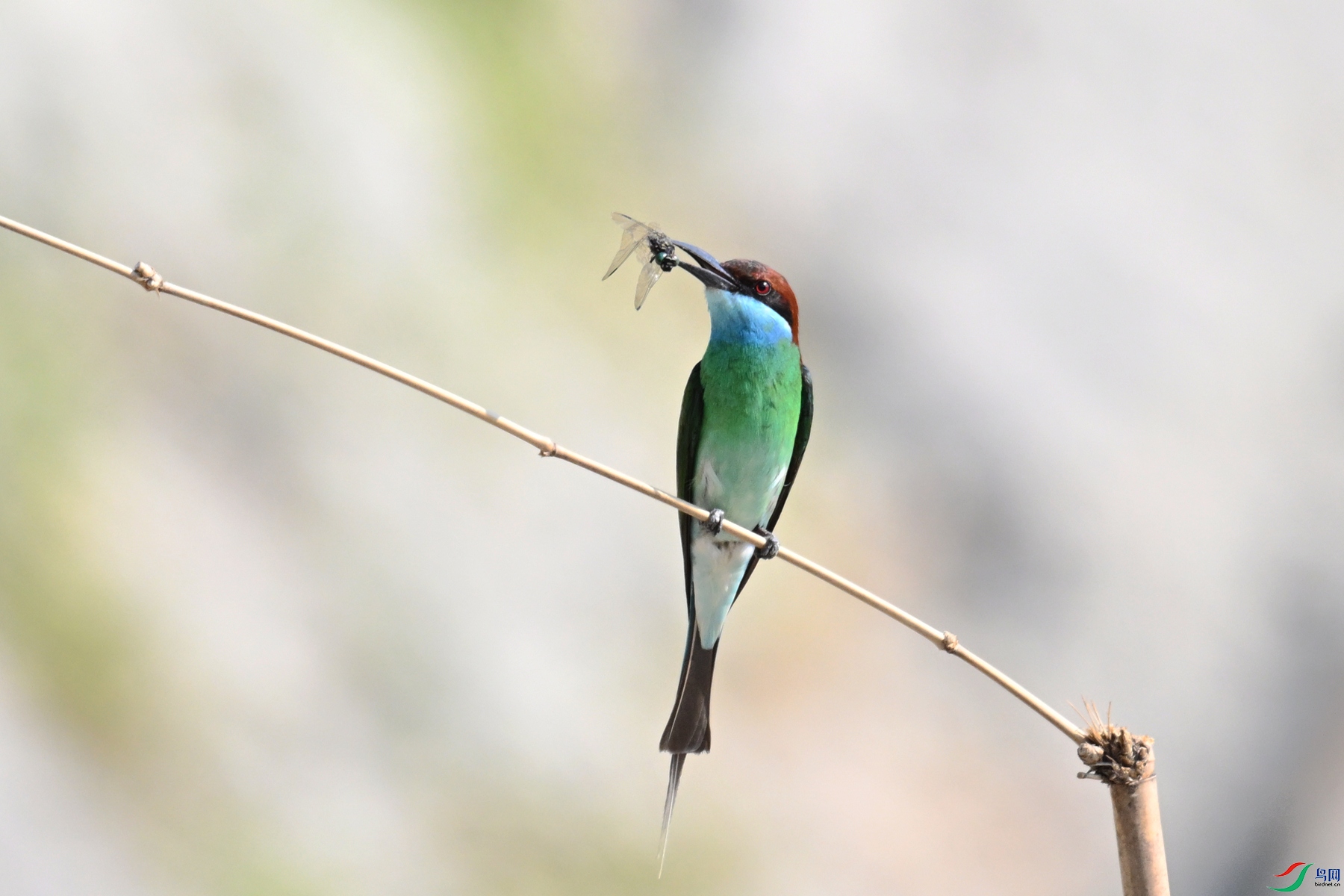 DSC_2735.JPG