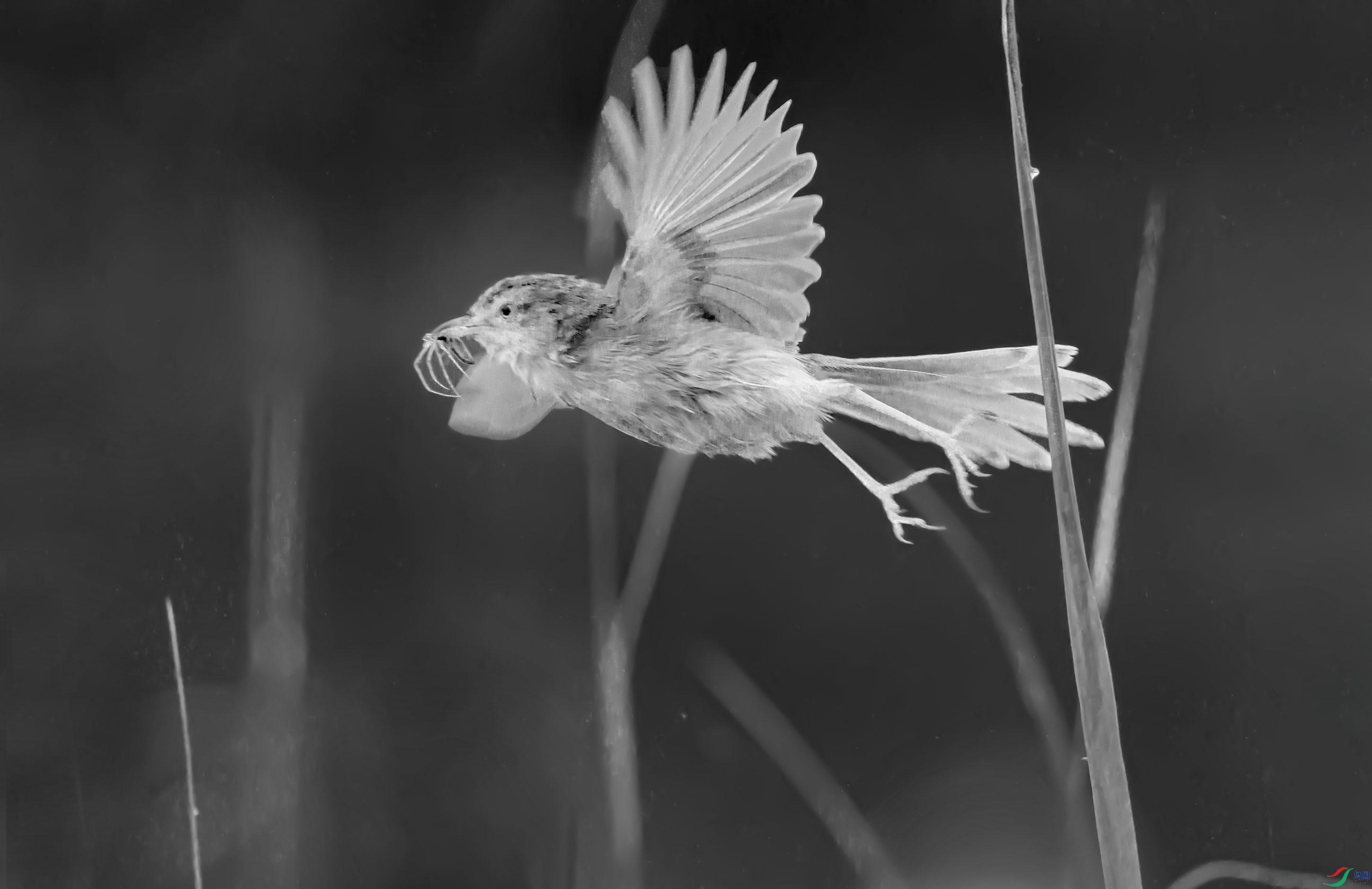 123A5187hs.jpg
