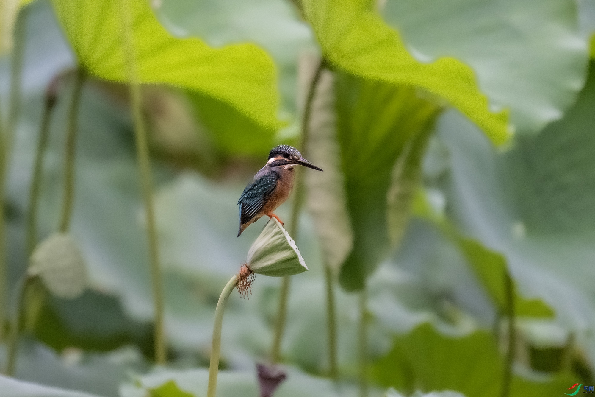 DSC_7737.jpg
