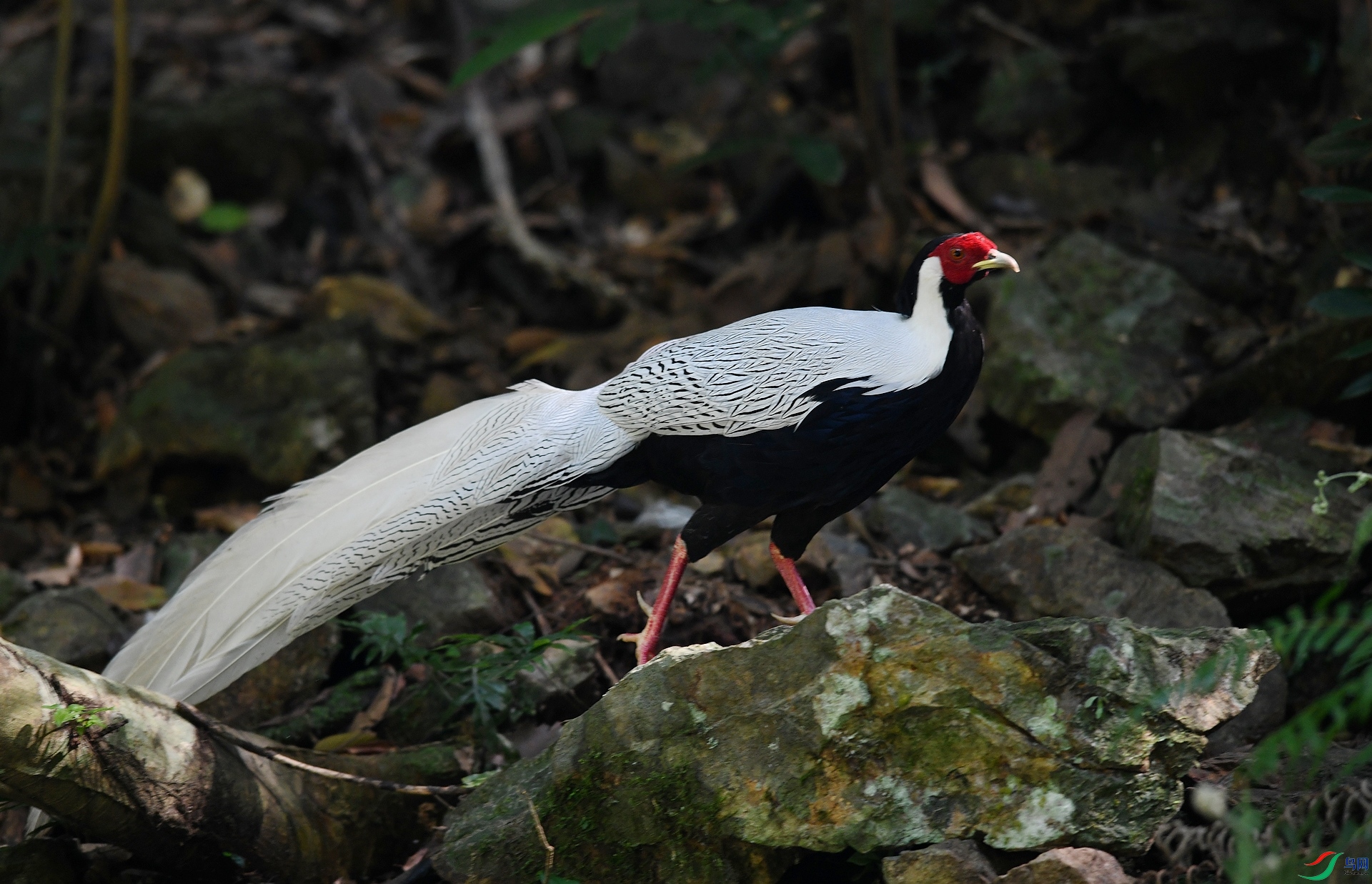 DSC_7706.jpg