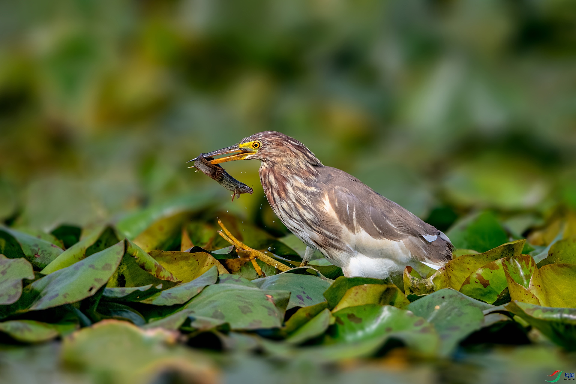 _AUU9747 ϲ�����(26.3.21).jpg