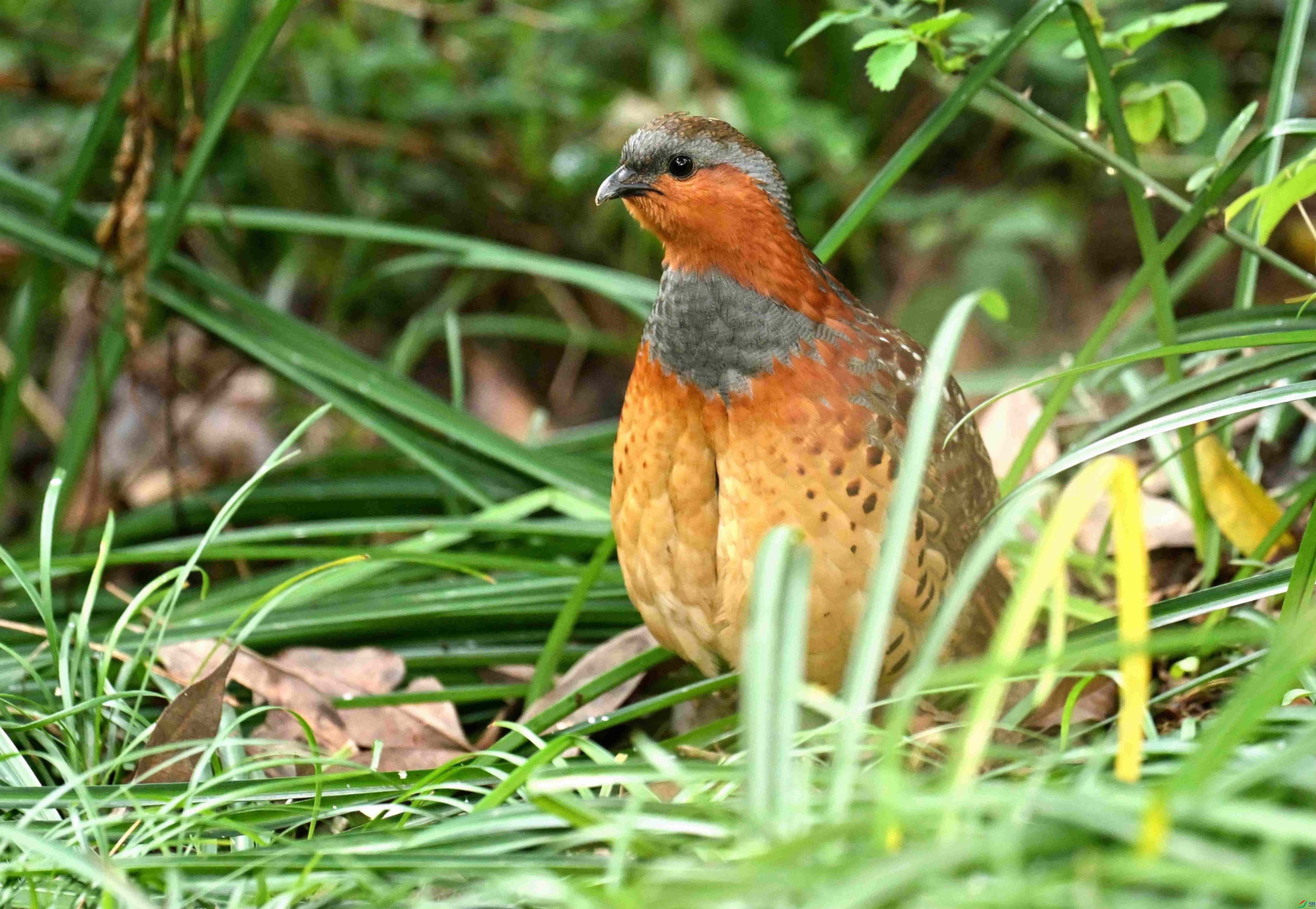 DSC_9964.jpg
