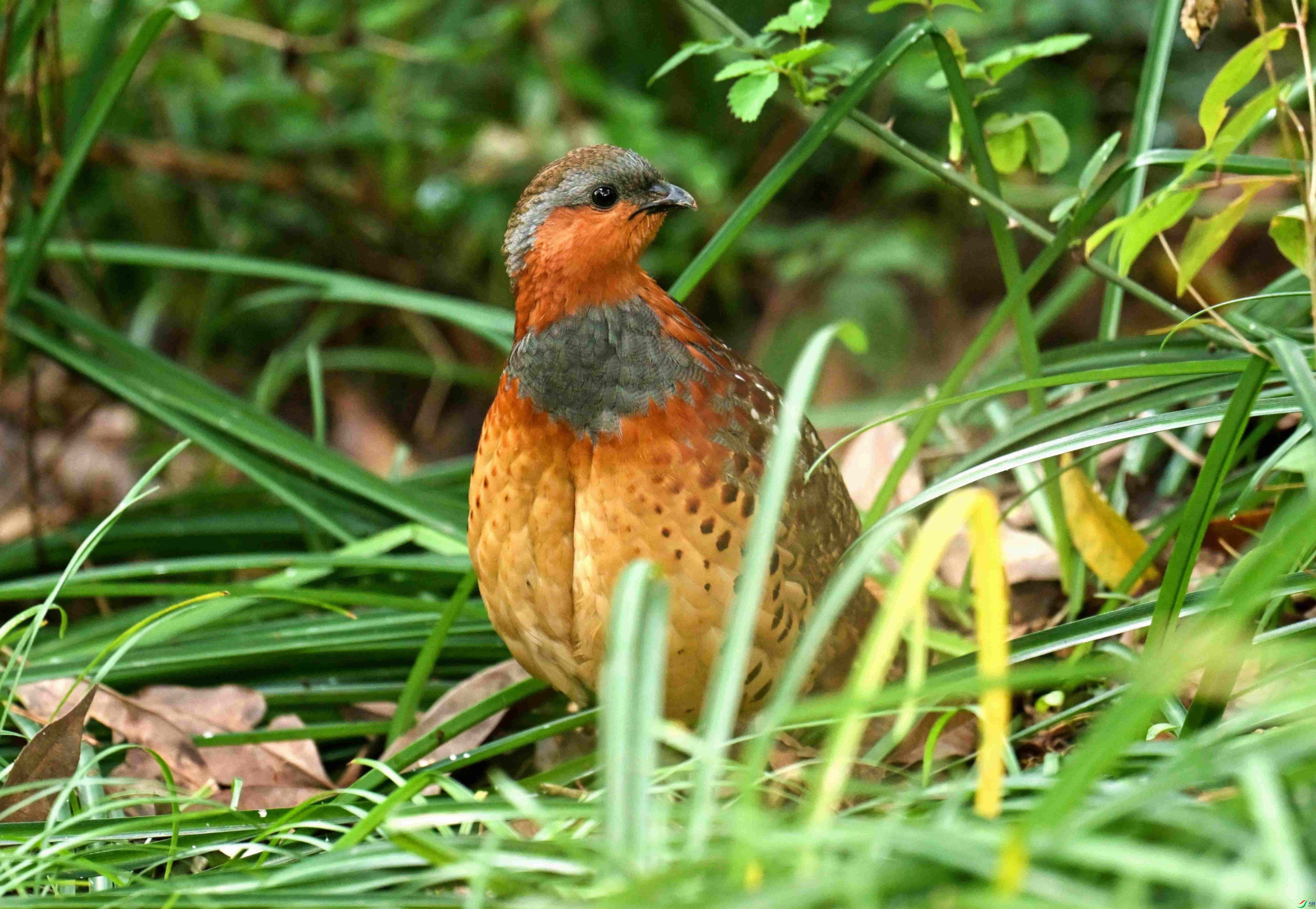 DSC_9951.jpg