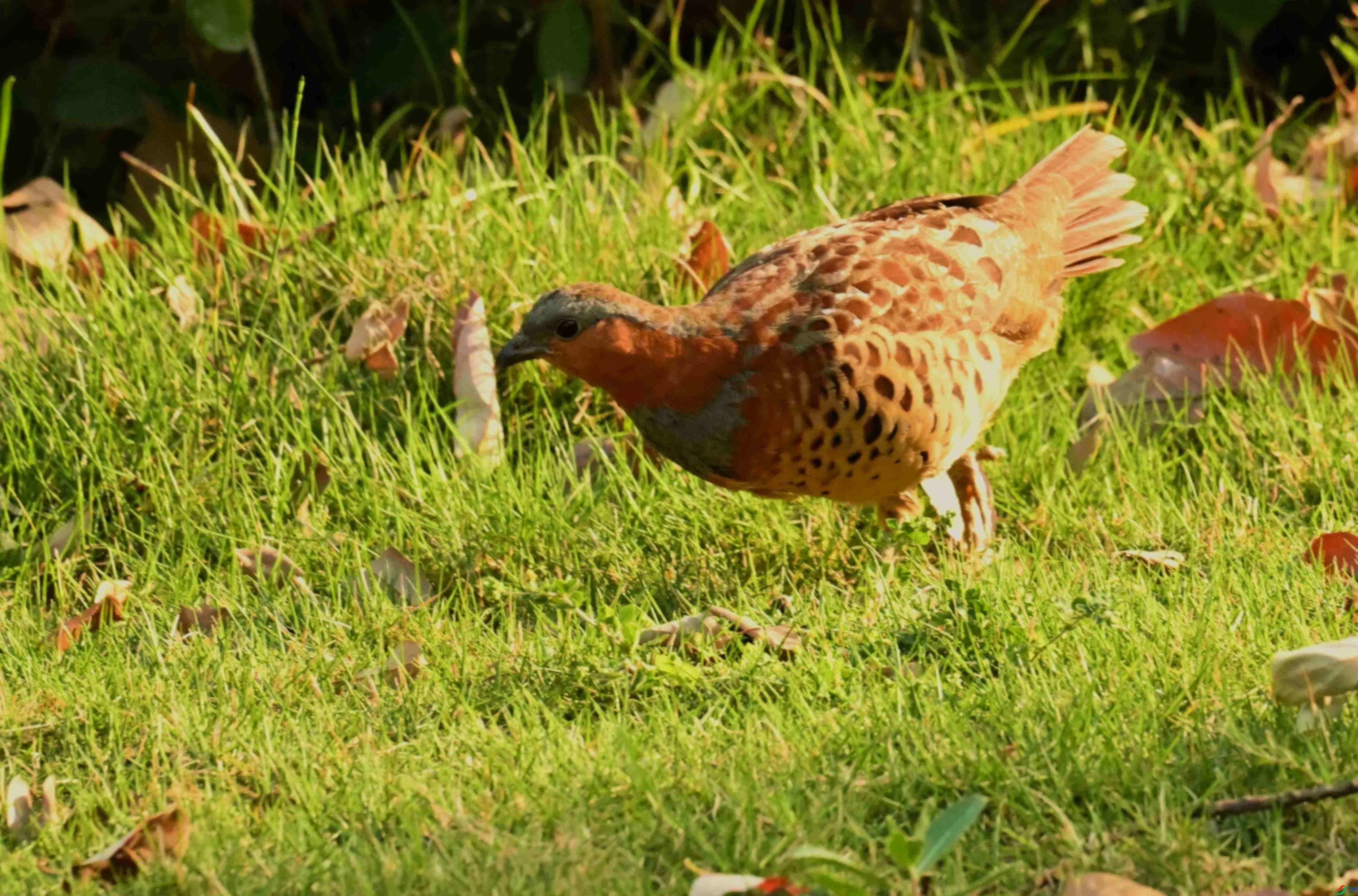 DSC_1709.JPG