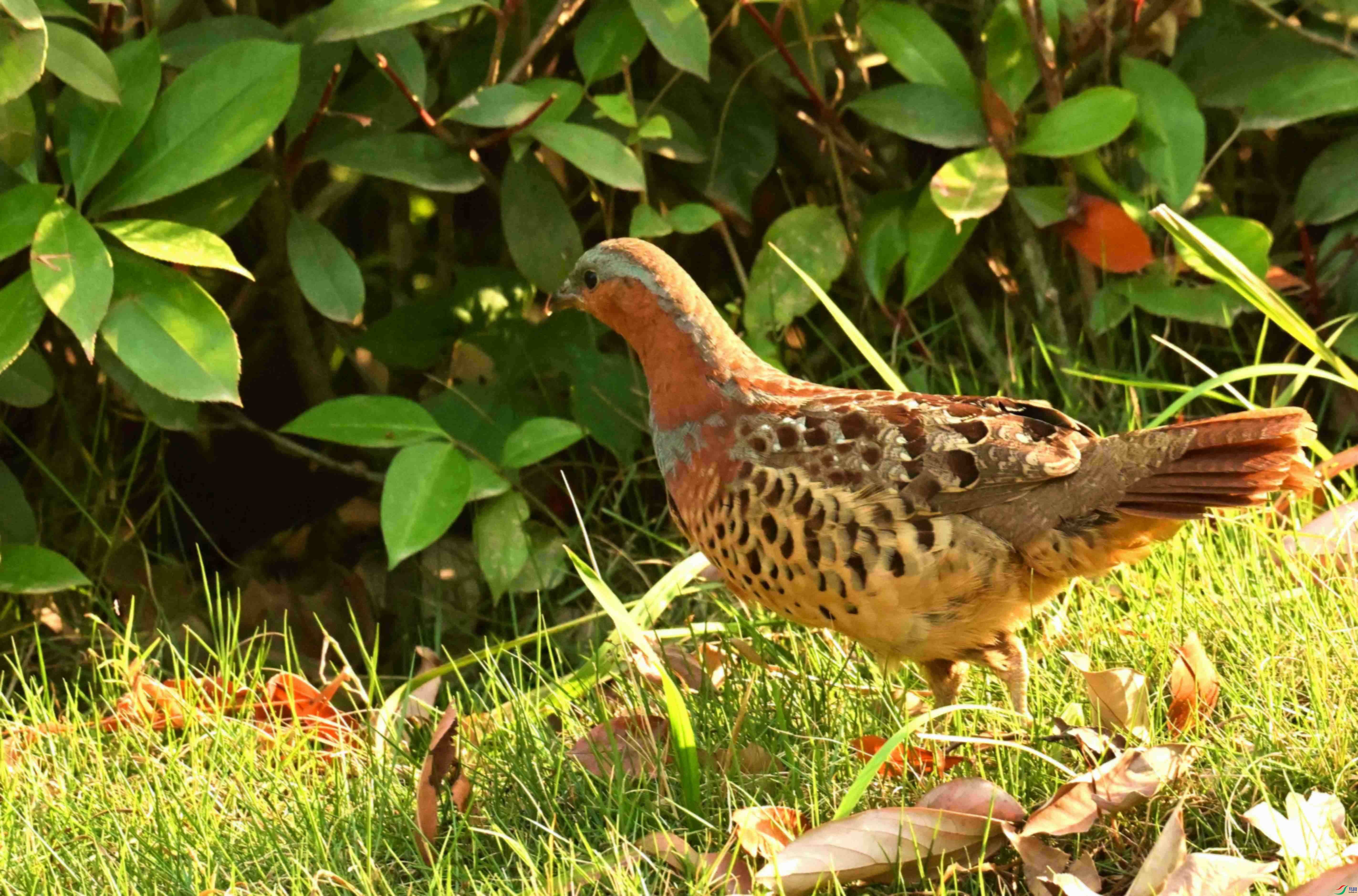 DSC_1799.JPG