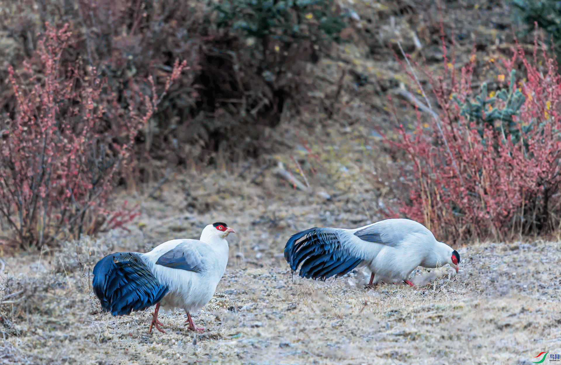 _DSC6437-11.gif