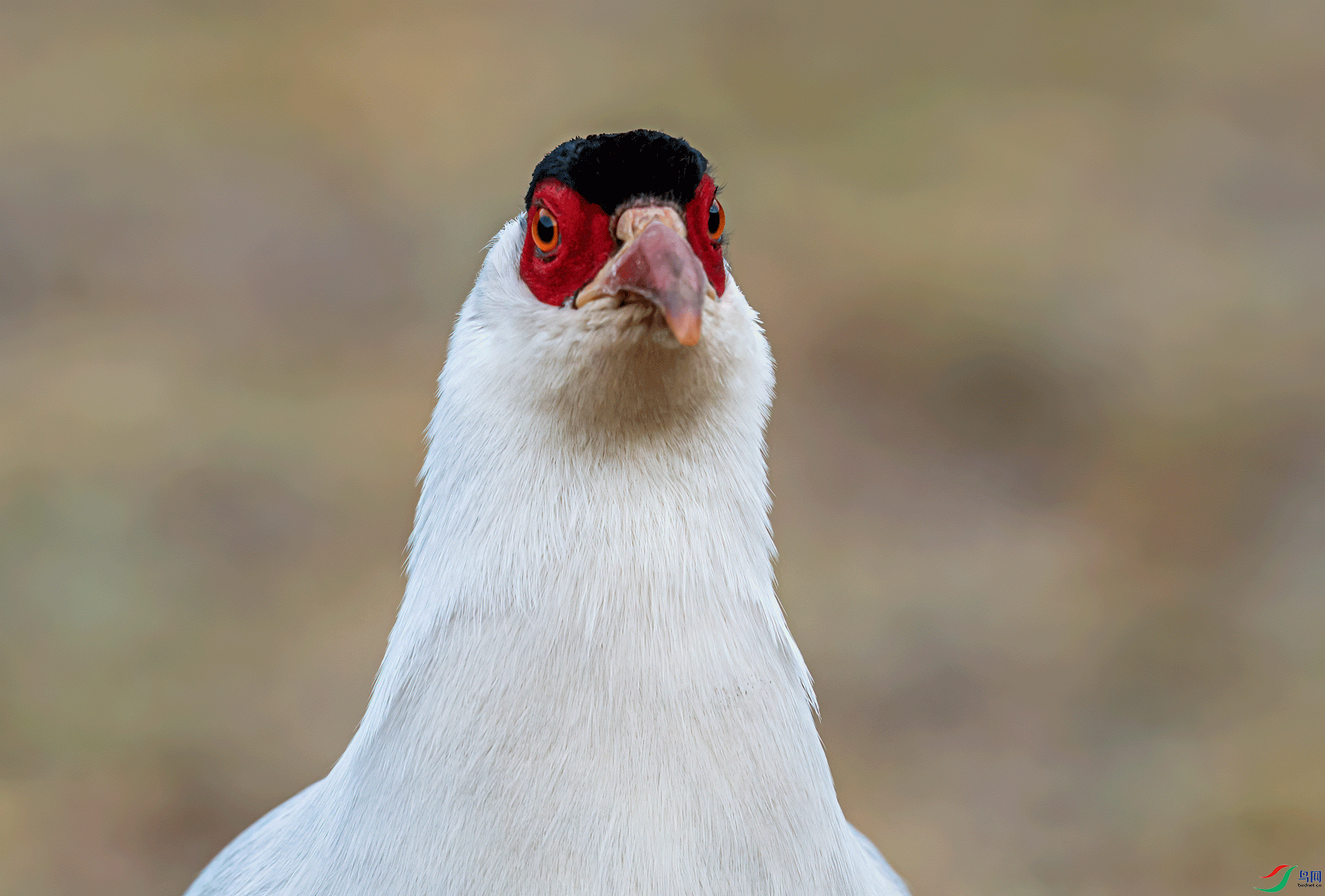 _DSC9053-11.gif