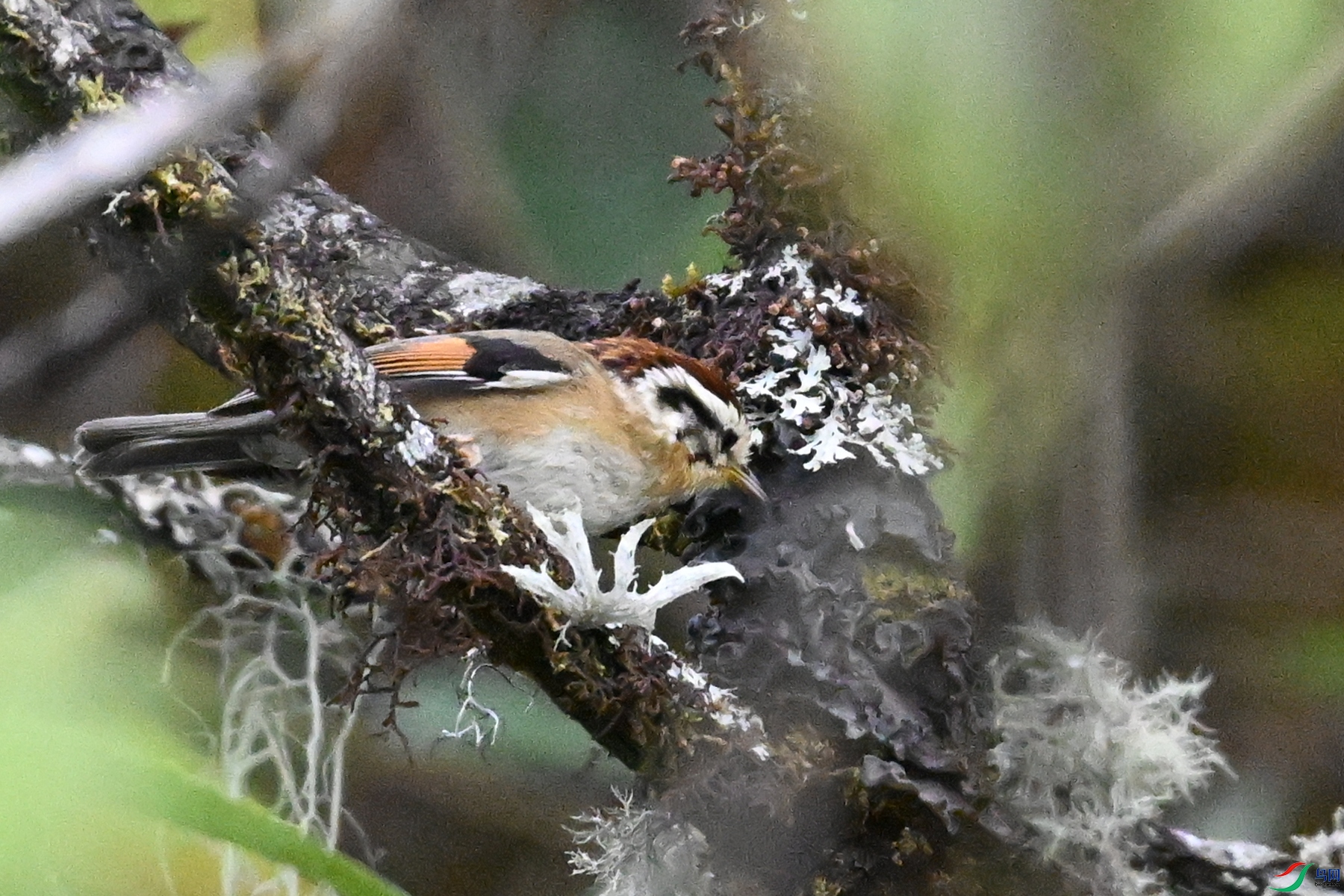 DSC_1878.JPG