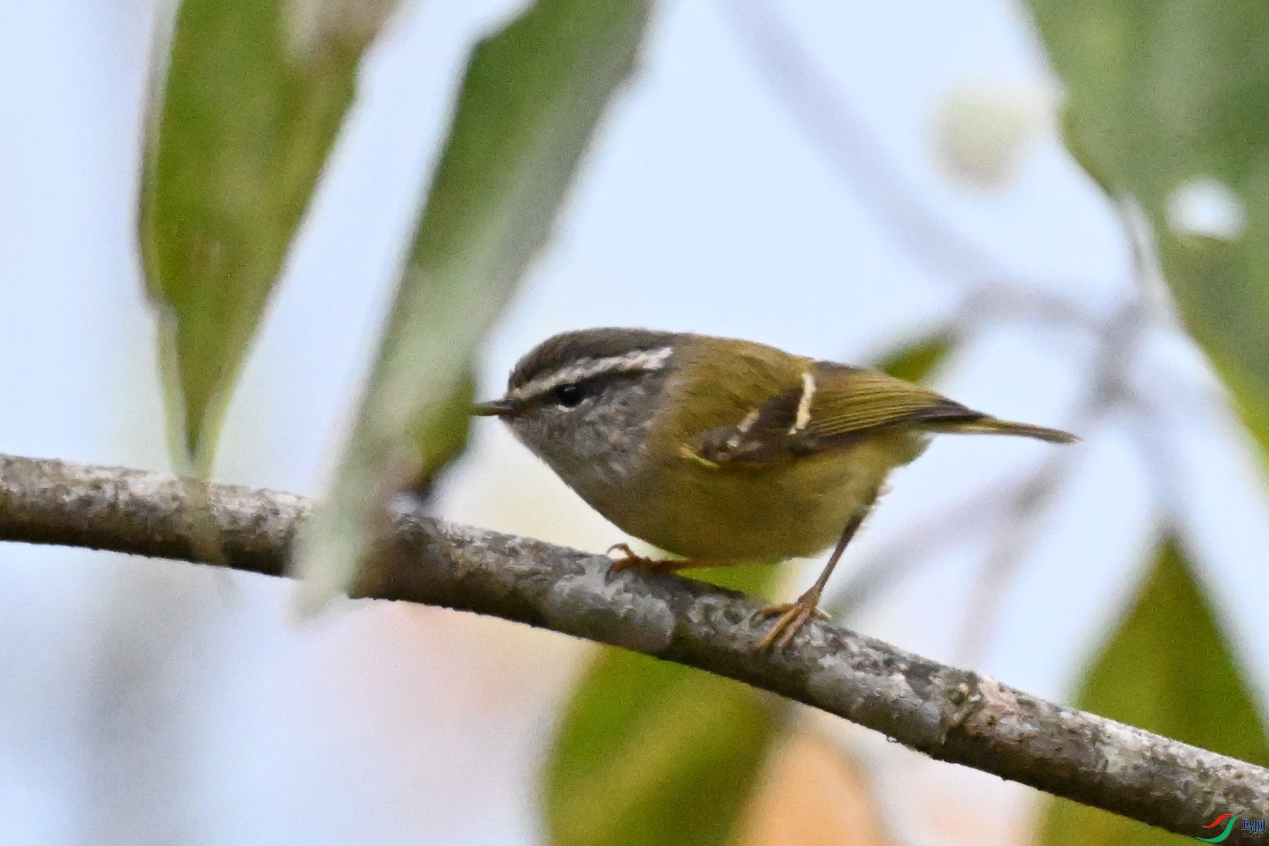 DSC_1819.JPG