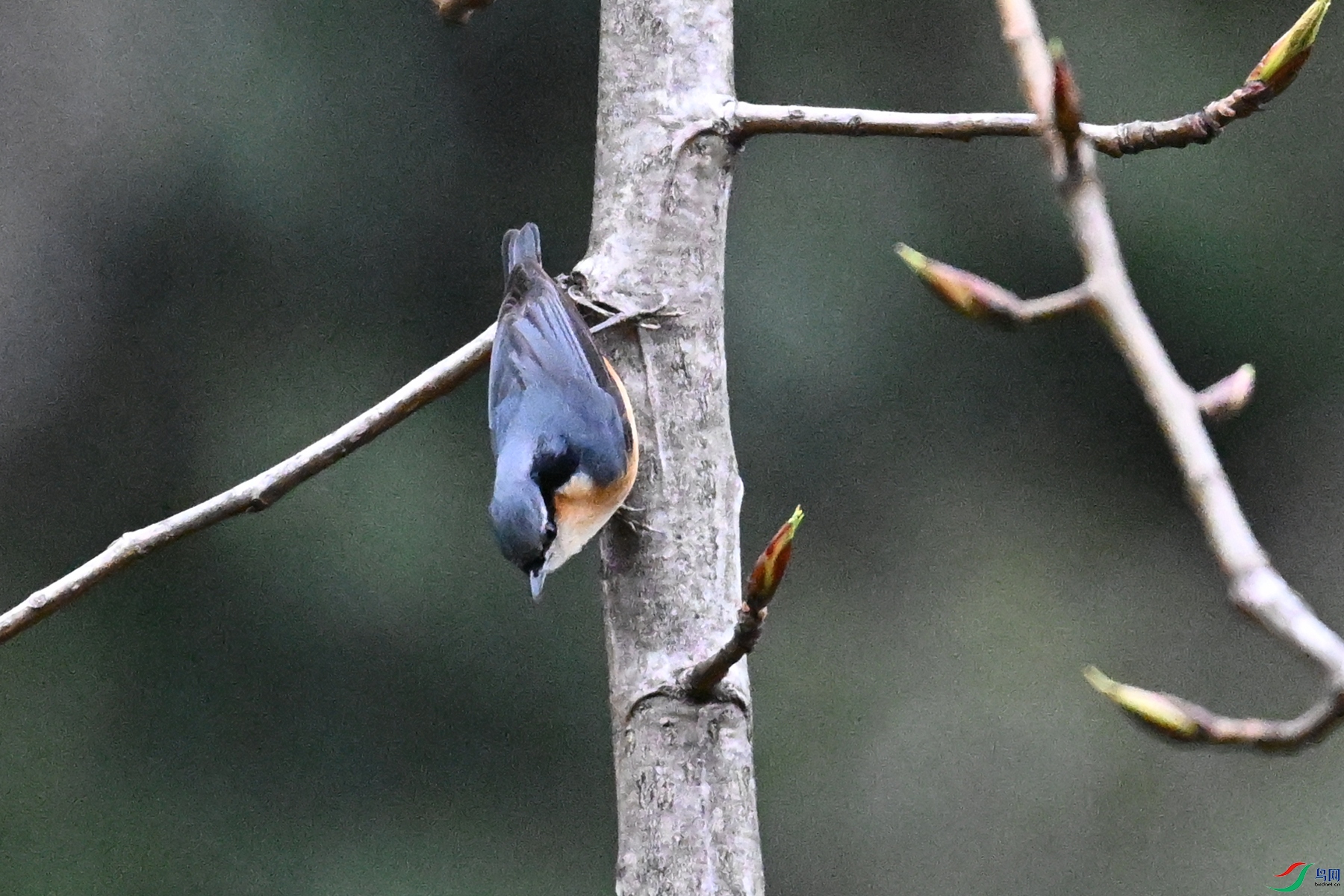 DSC_1842.JPG