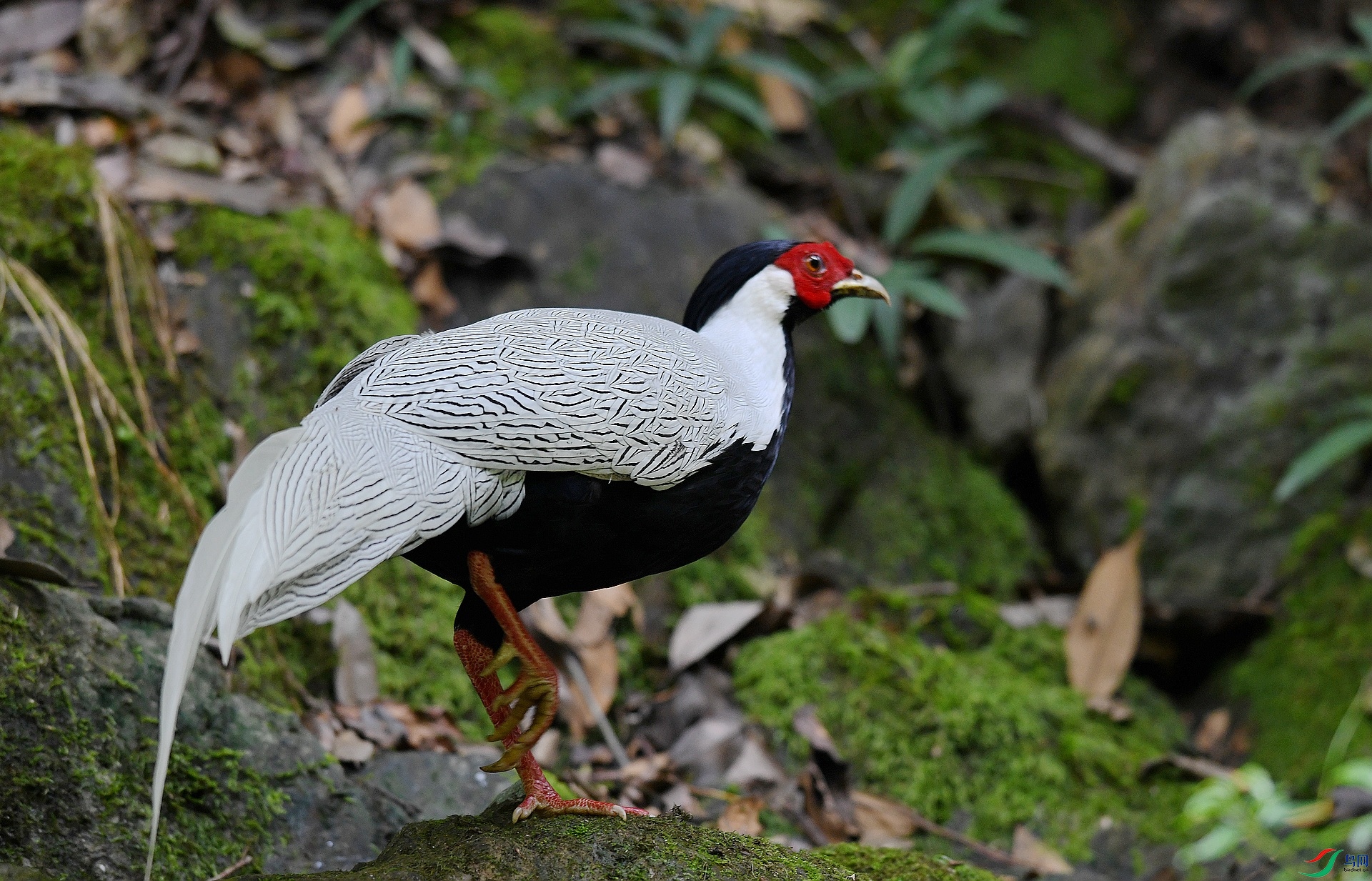 DSC_6879.jpg