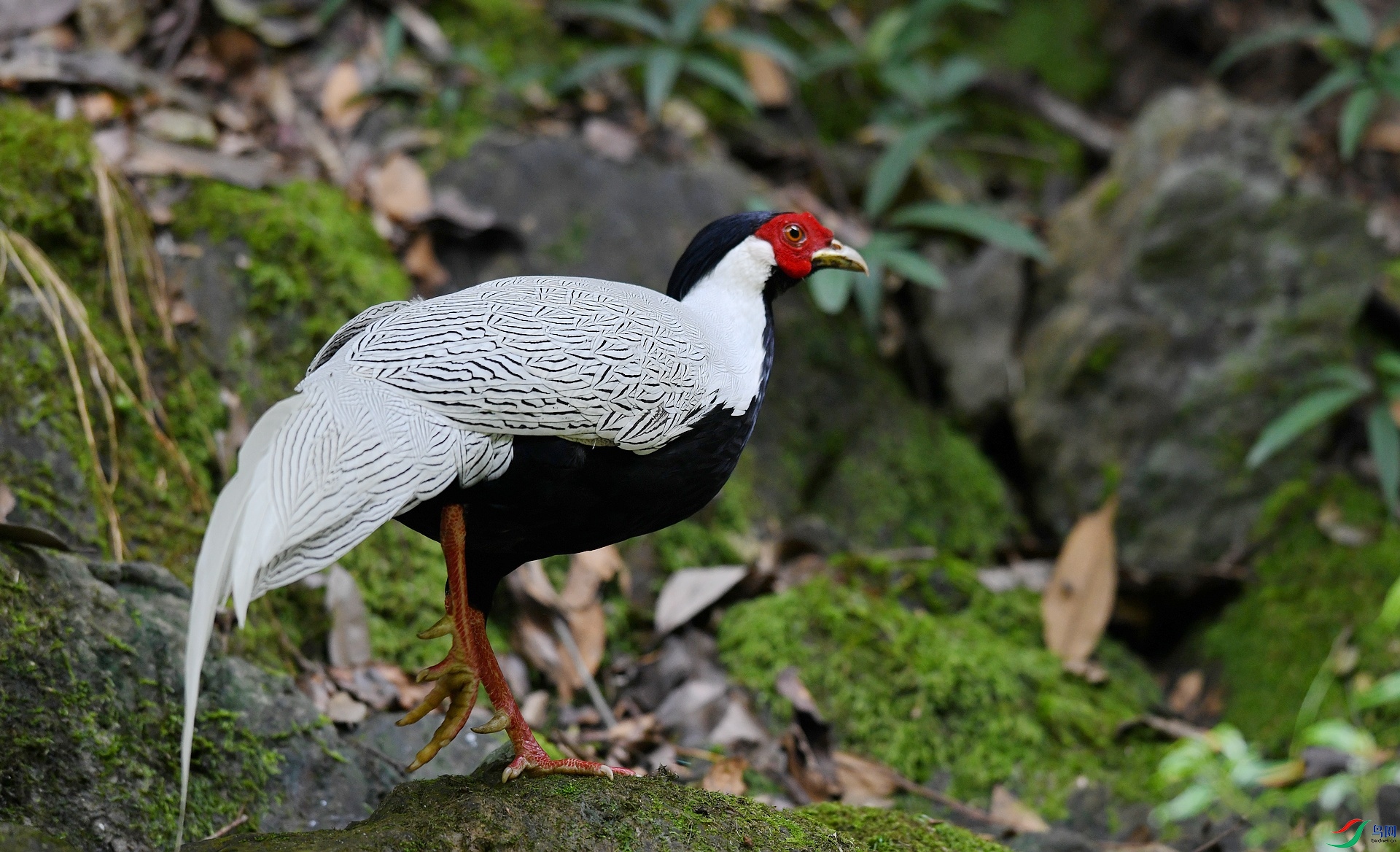 DSC_6878.jpg