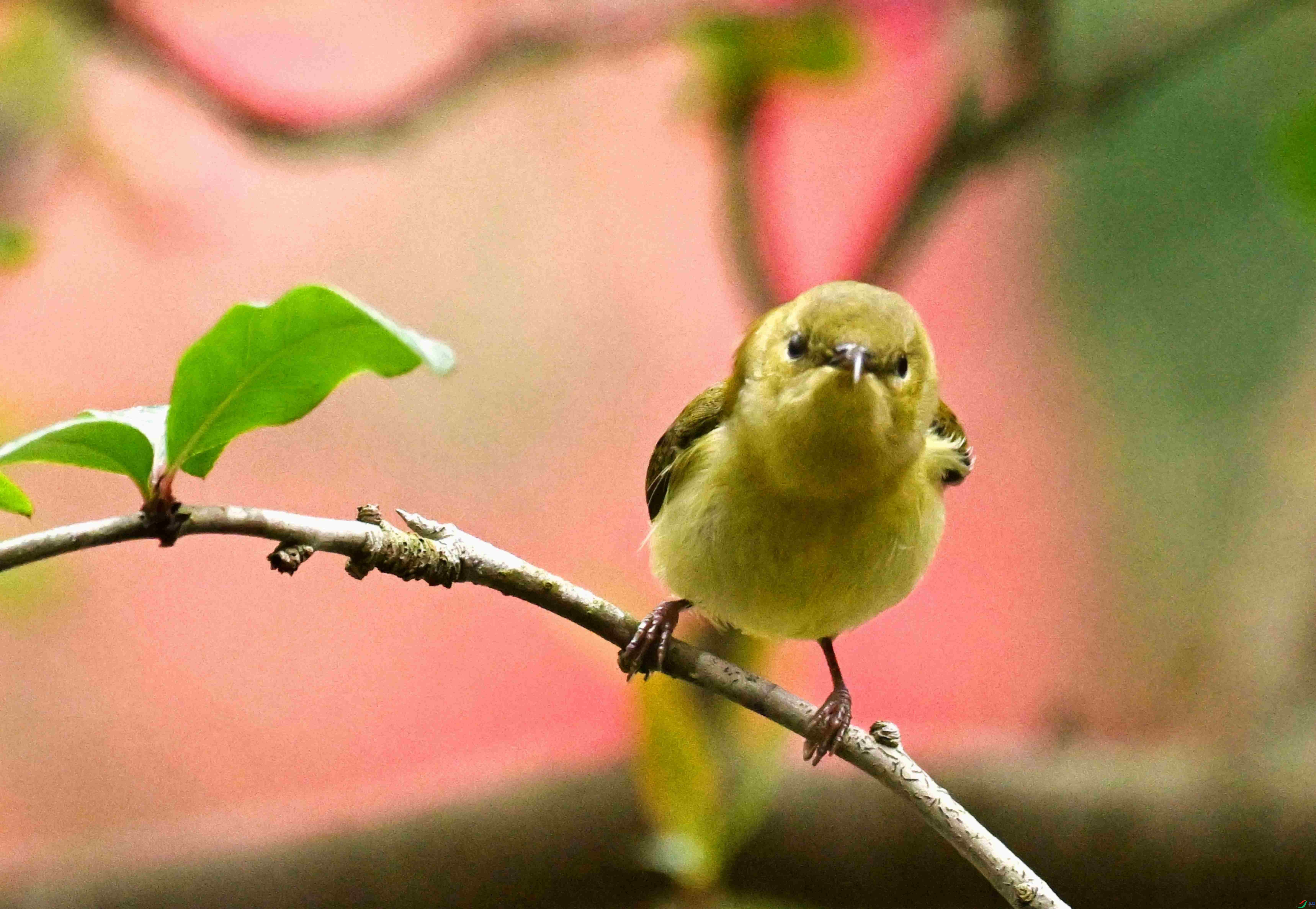 DSC_2768.jpg
