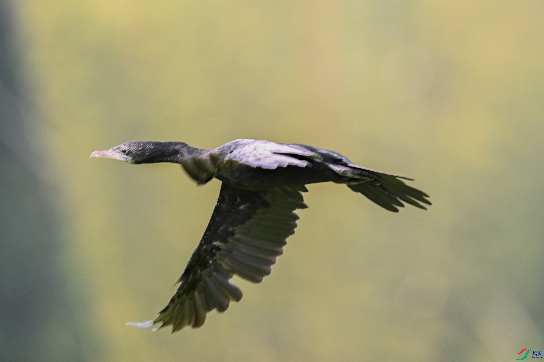 DSC_6109.JPG