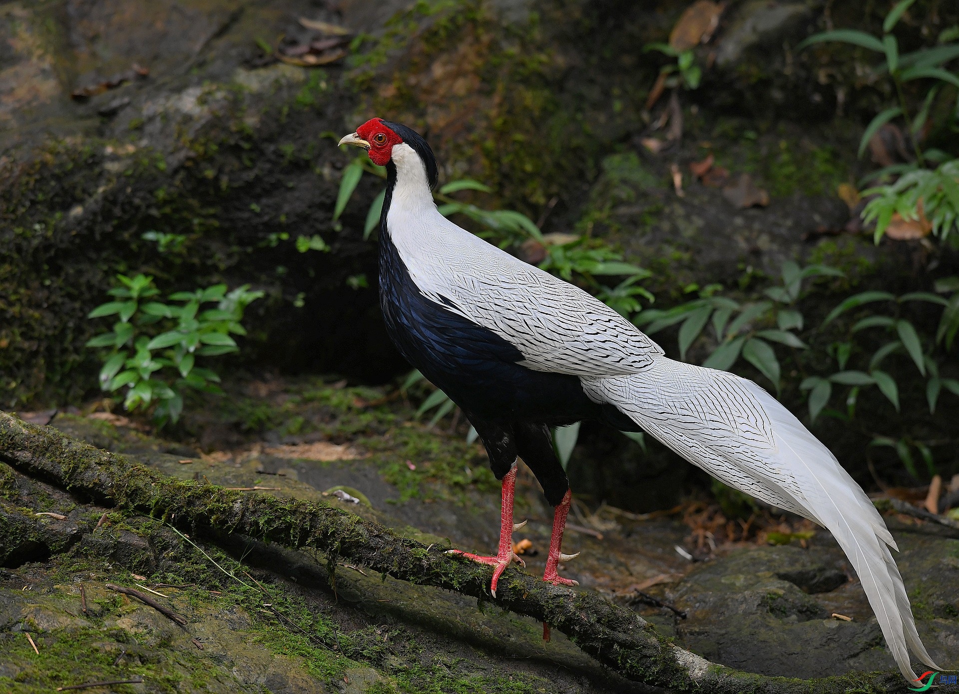 DSC_1117.jpg