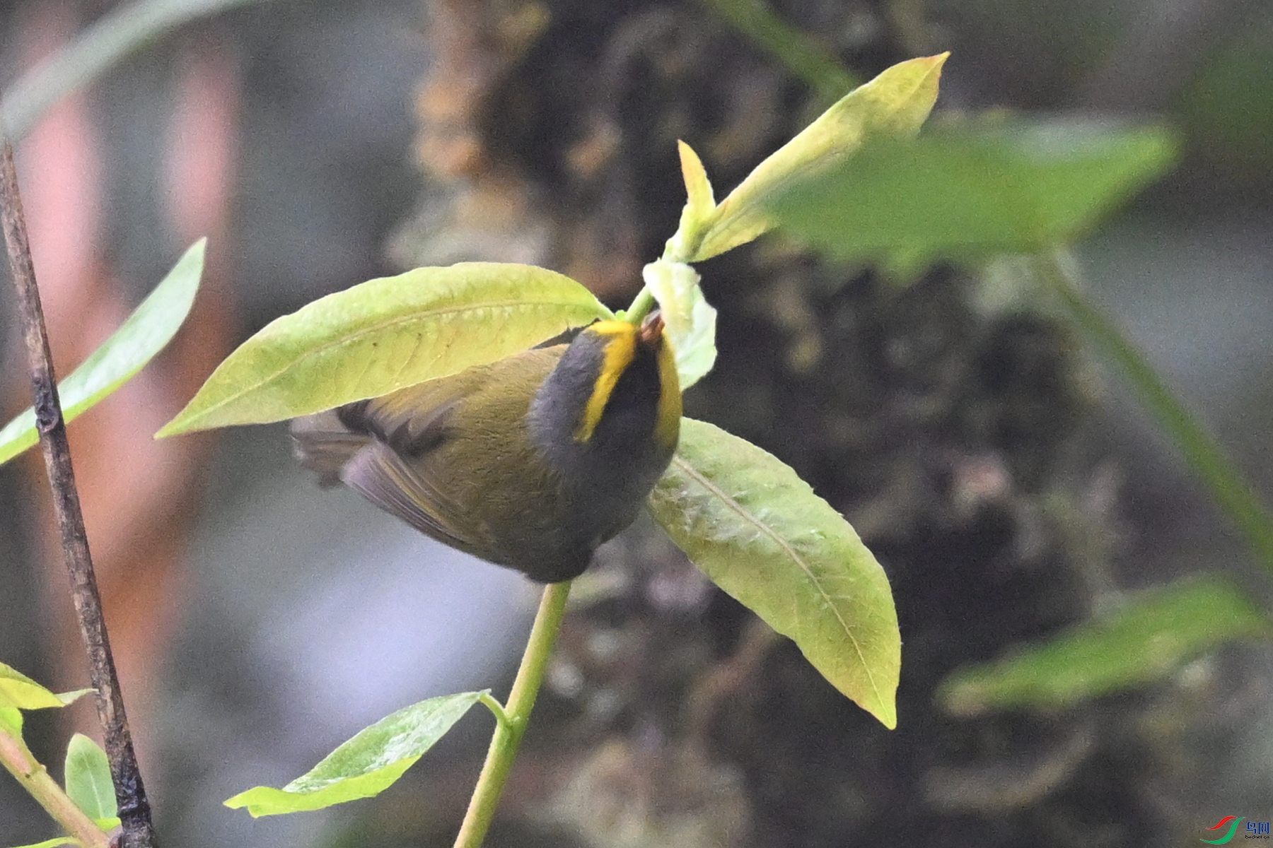DSC_1912.JPG