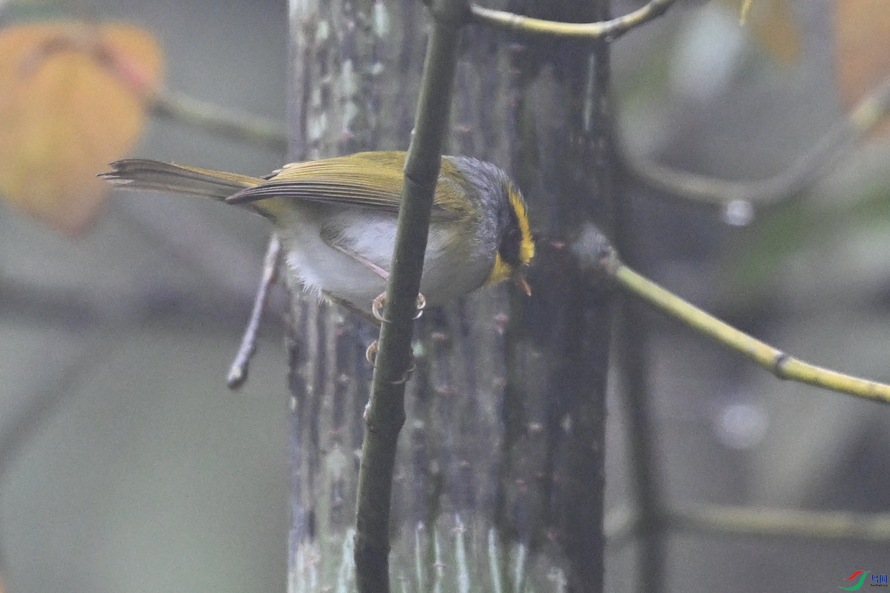 DSC_1916.JPG