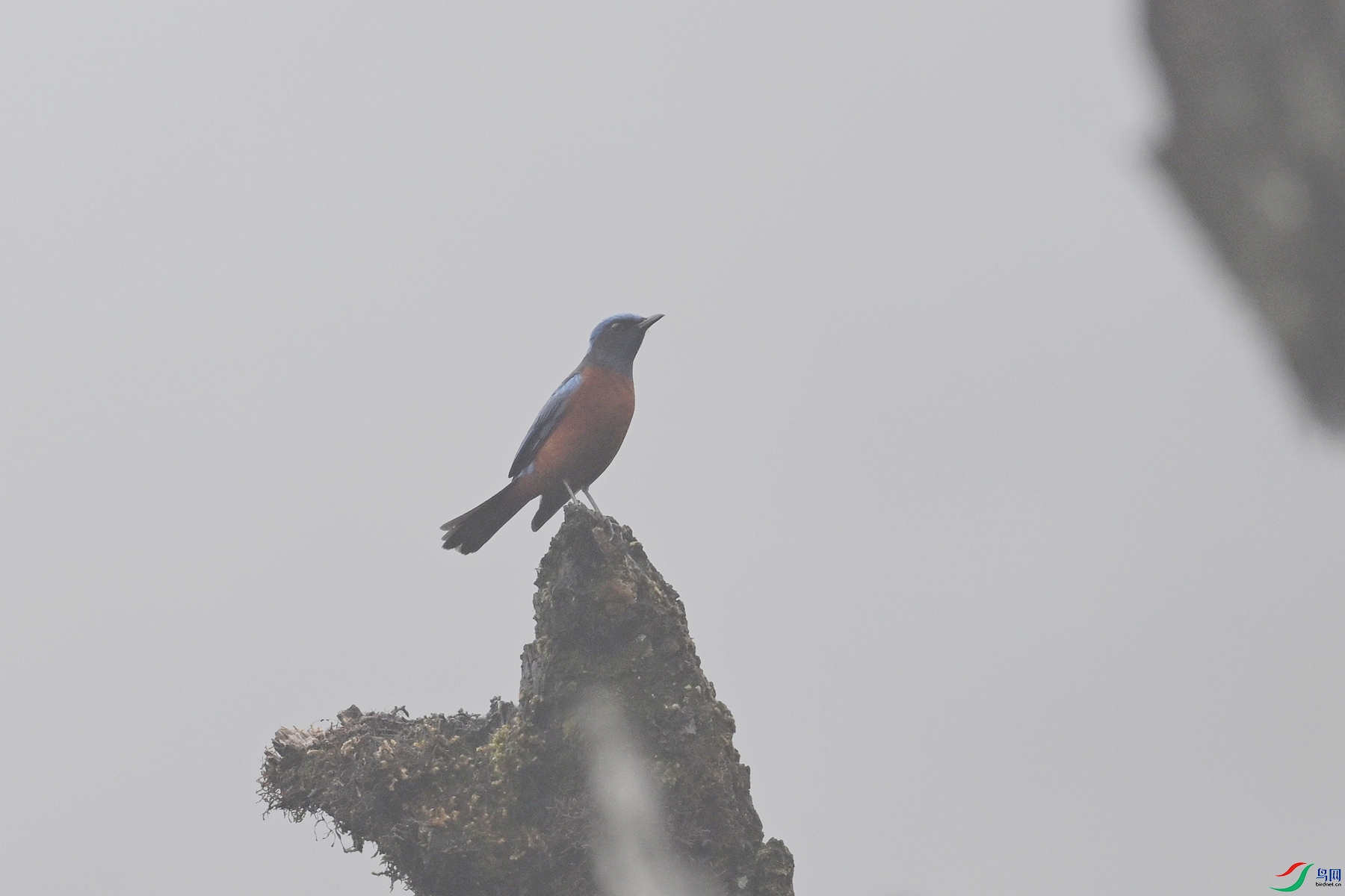 DSC_1949.JPG
