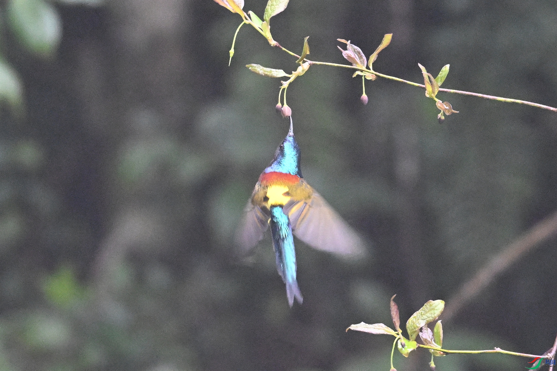 DSC_1938.JPG