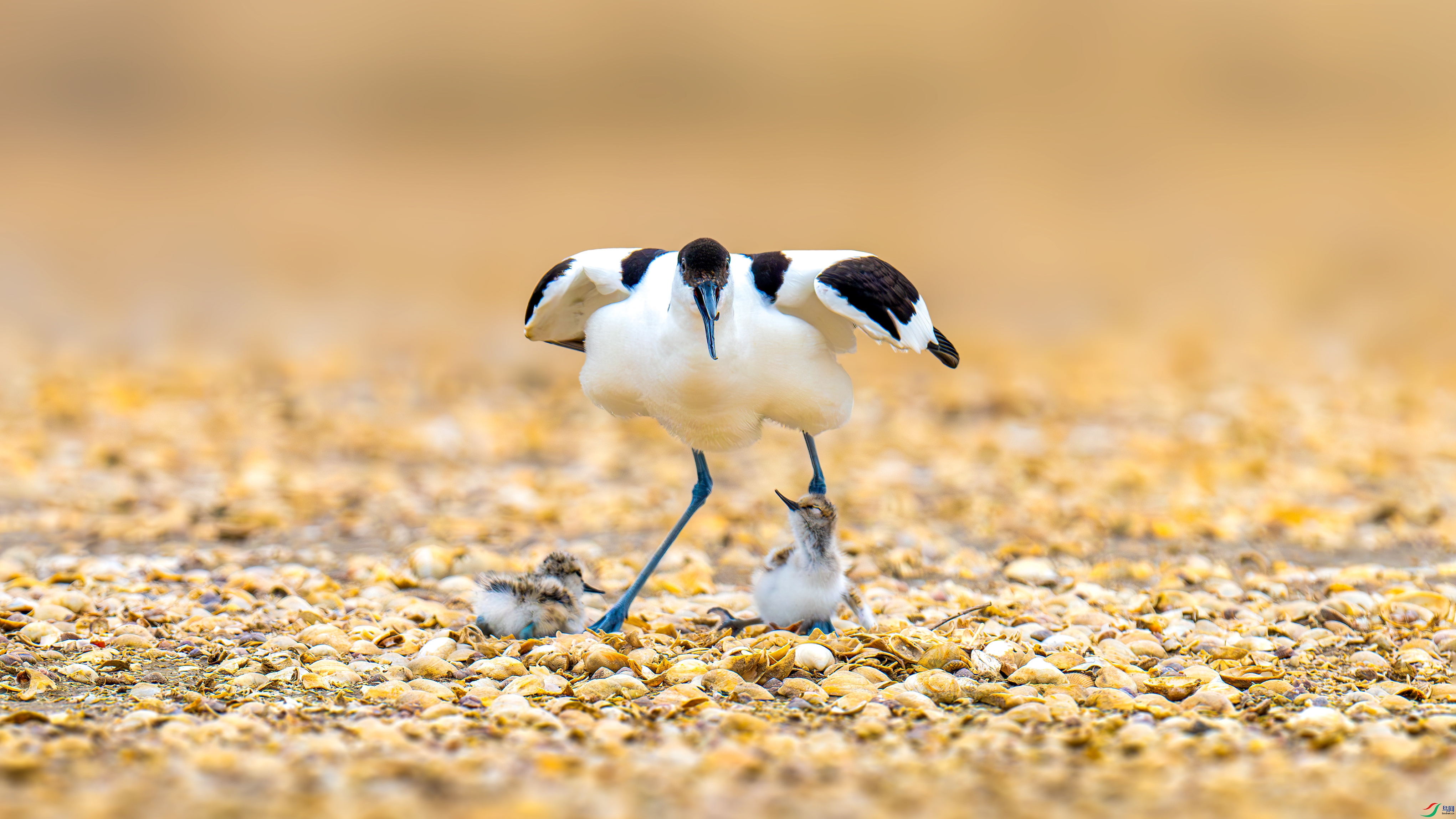 DSC_4816-����ǿ-NR_����.jpg
