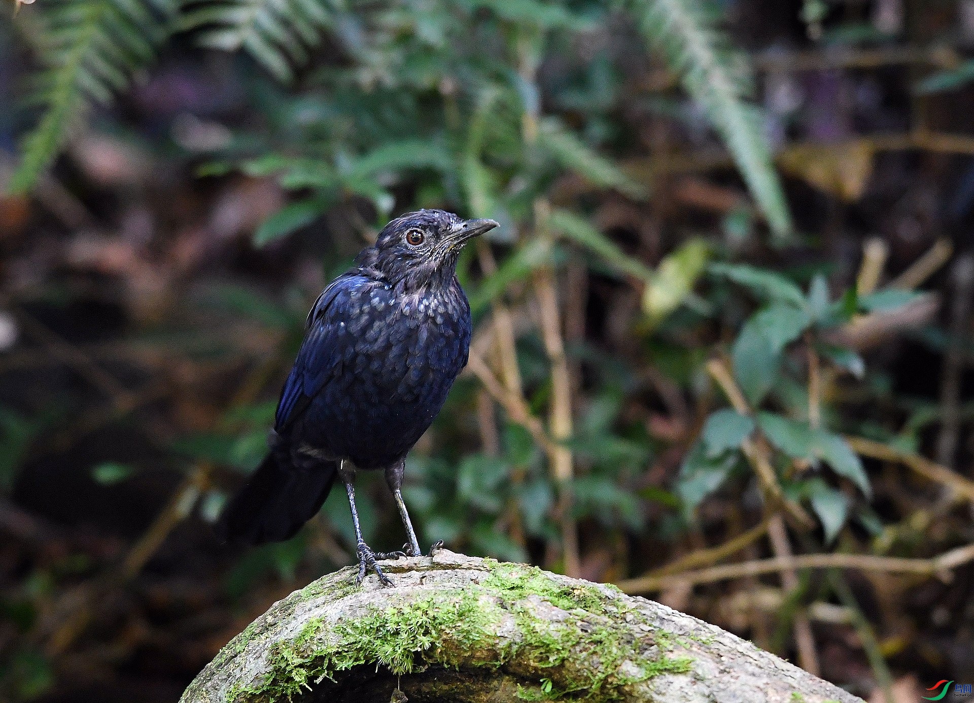 DSC_9634.jpg
