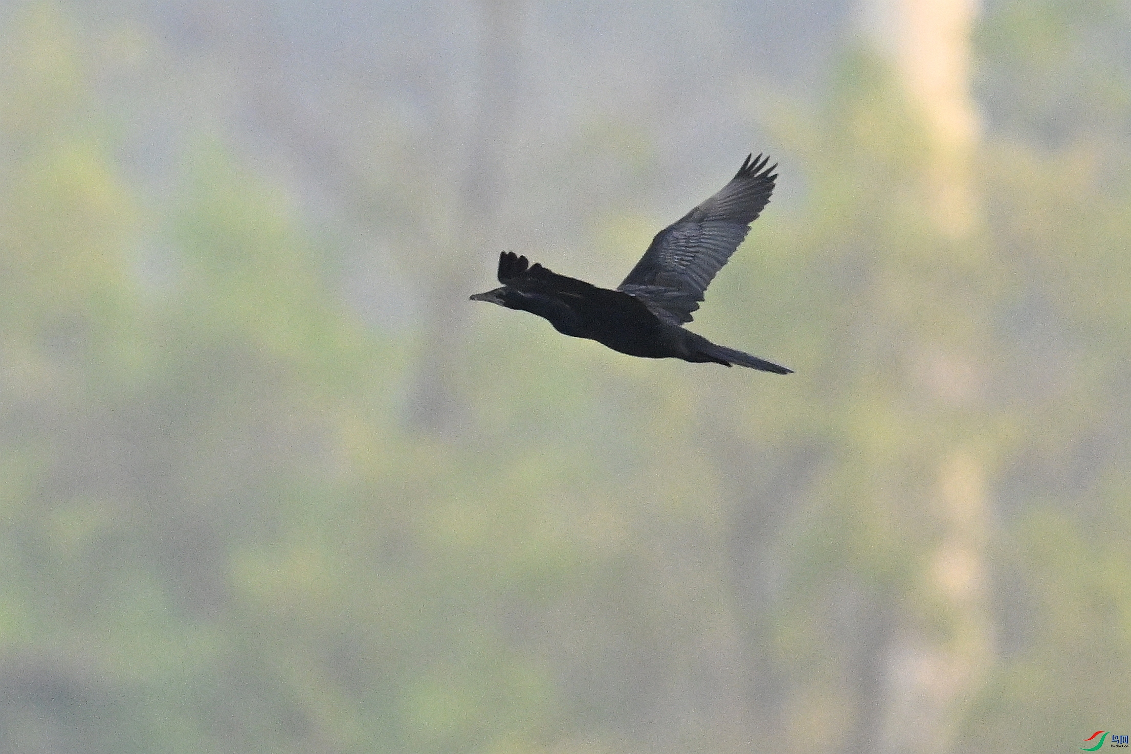 DSC_6219.JPG