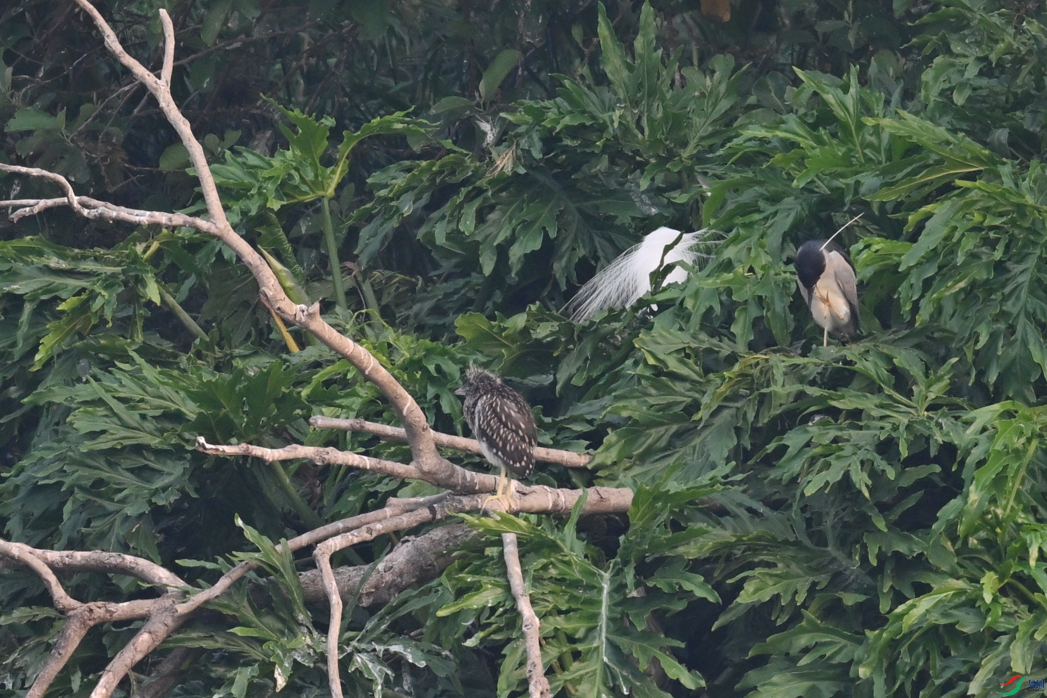 DSC_6217.JPG