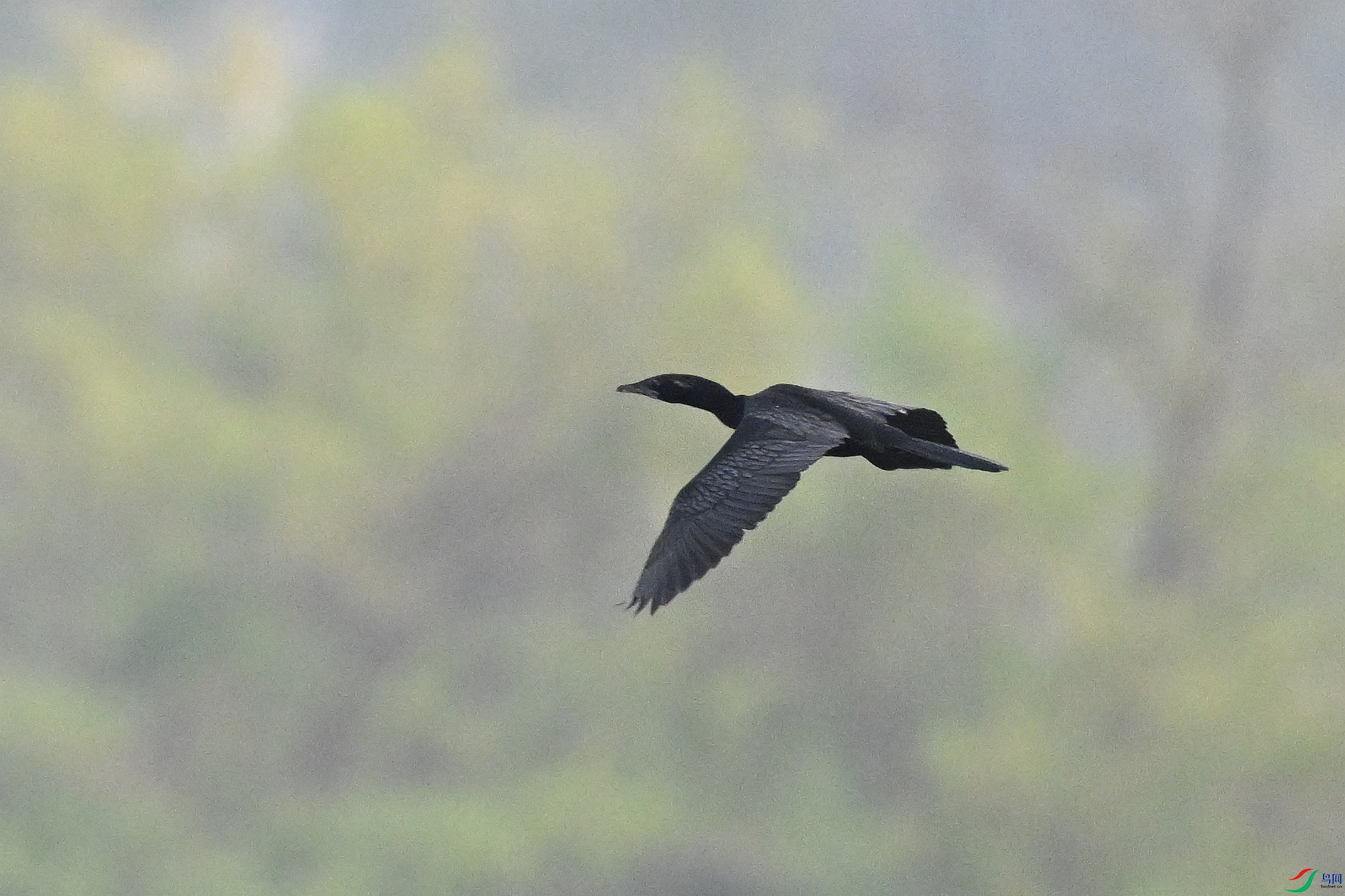 DSC_6220.JPG