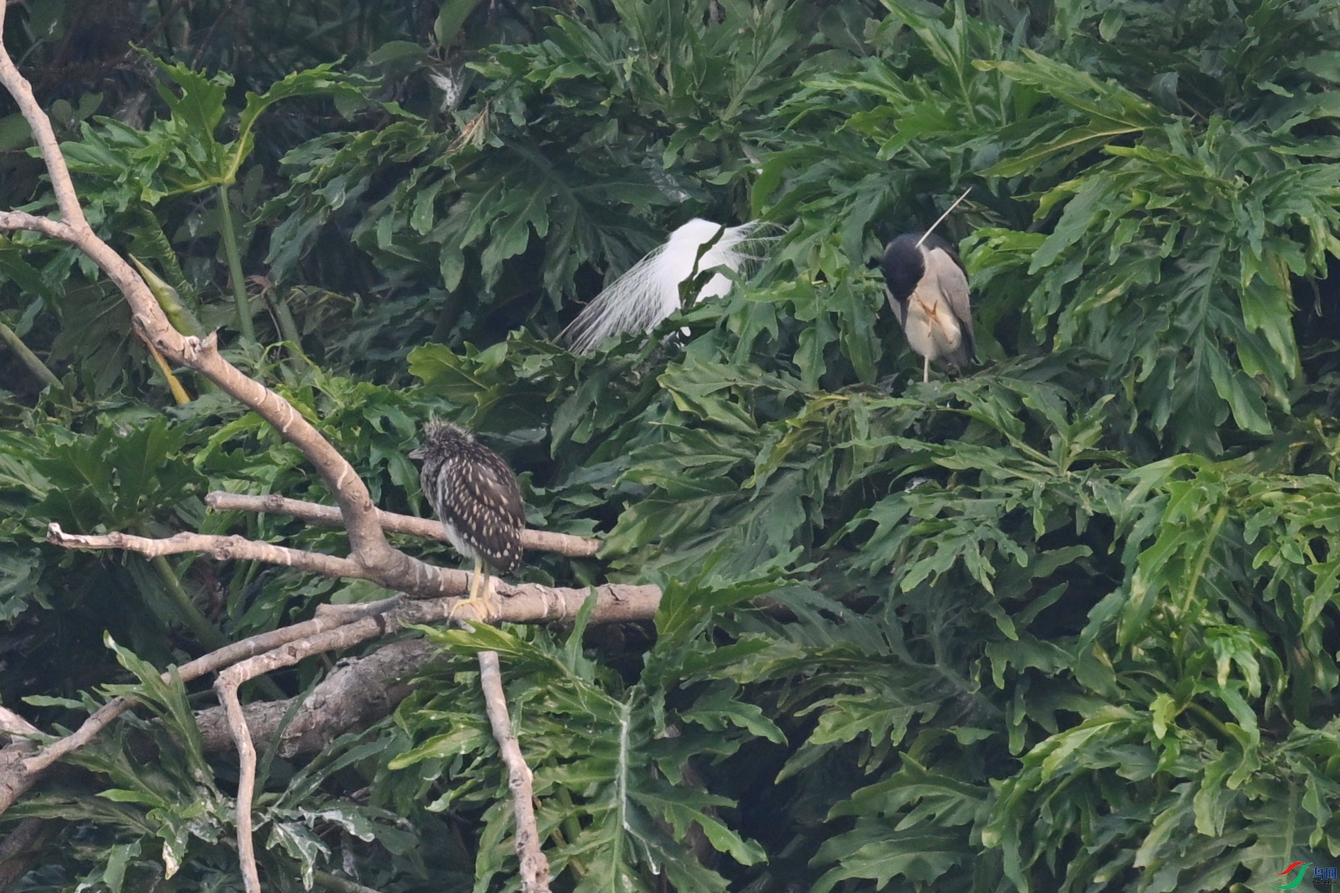 DSC_6218.JPG