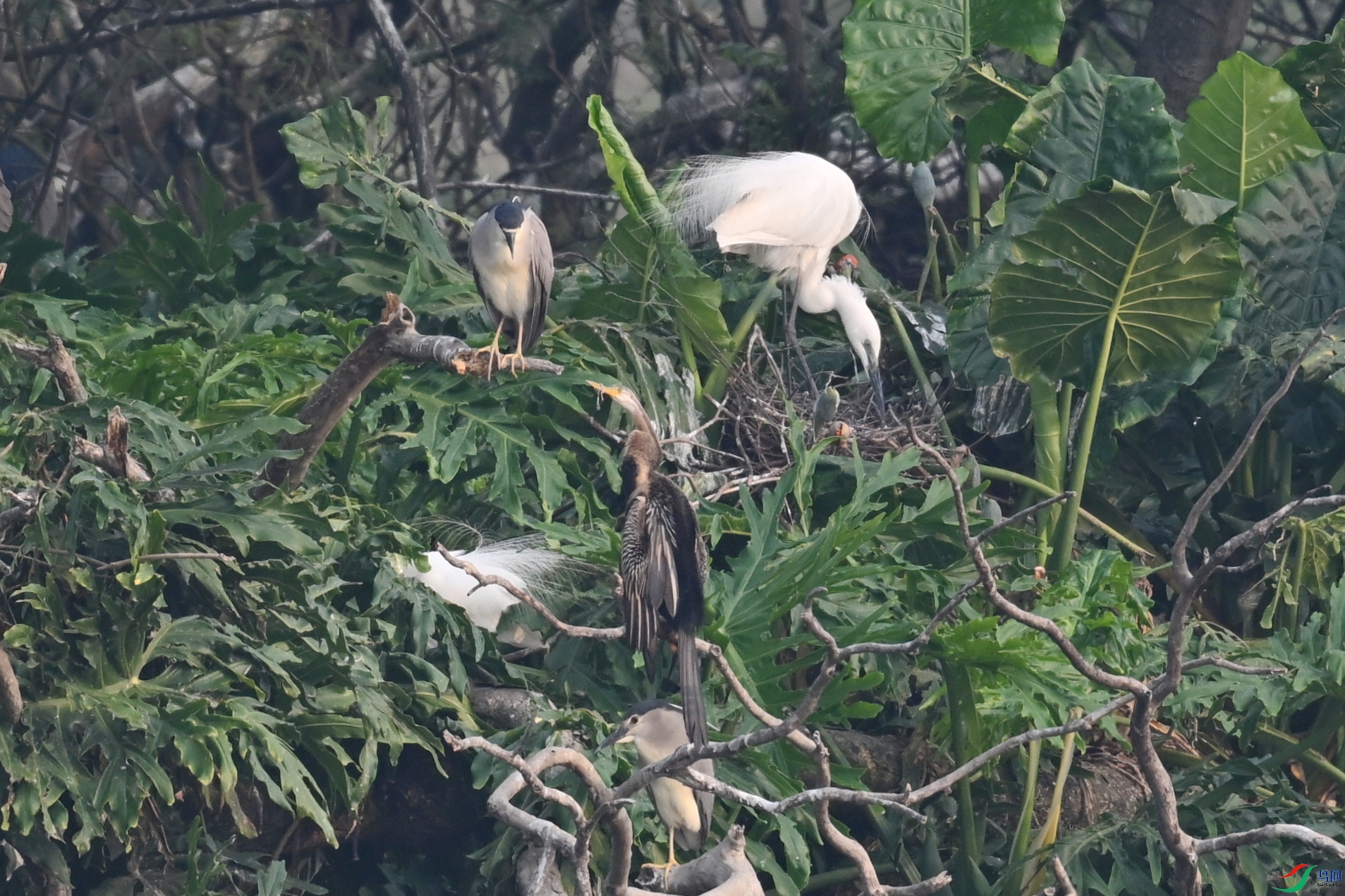 DSC_6246.JPG