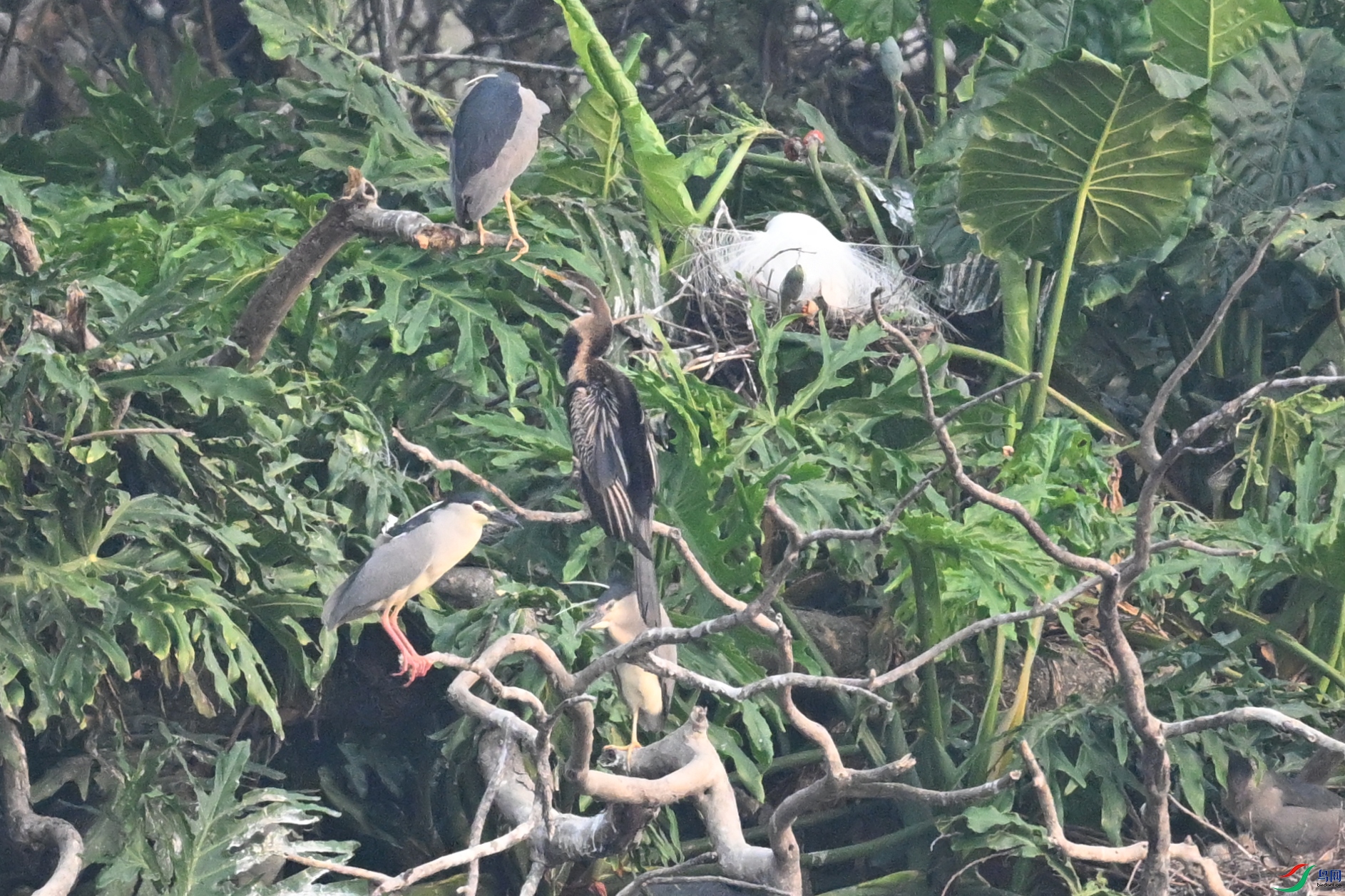 DSC_6236.JPG