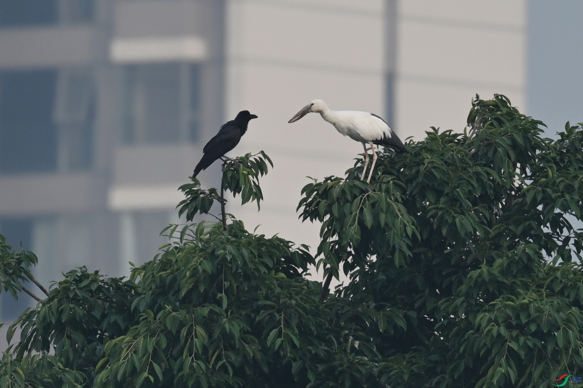 DSC_6260.JPG